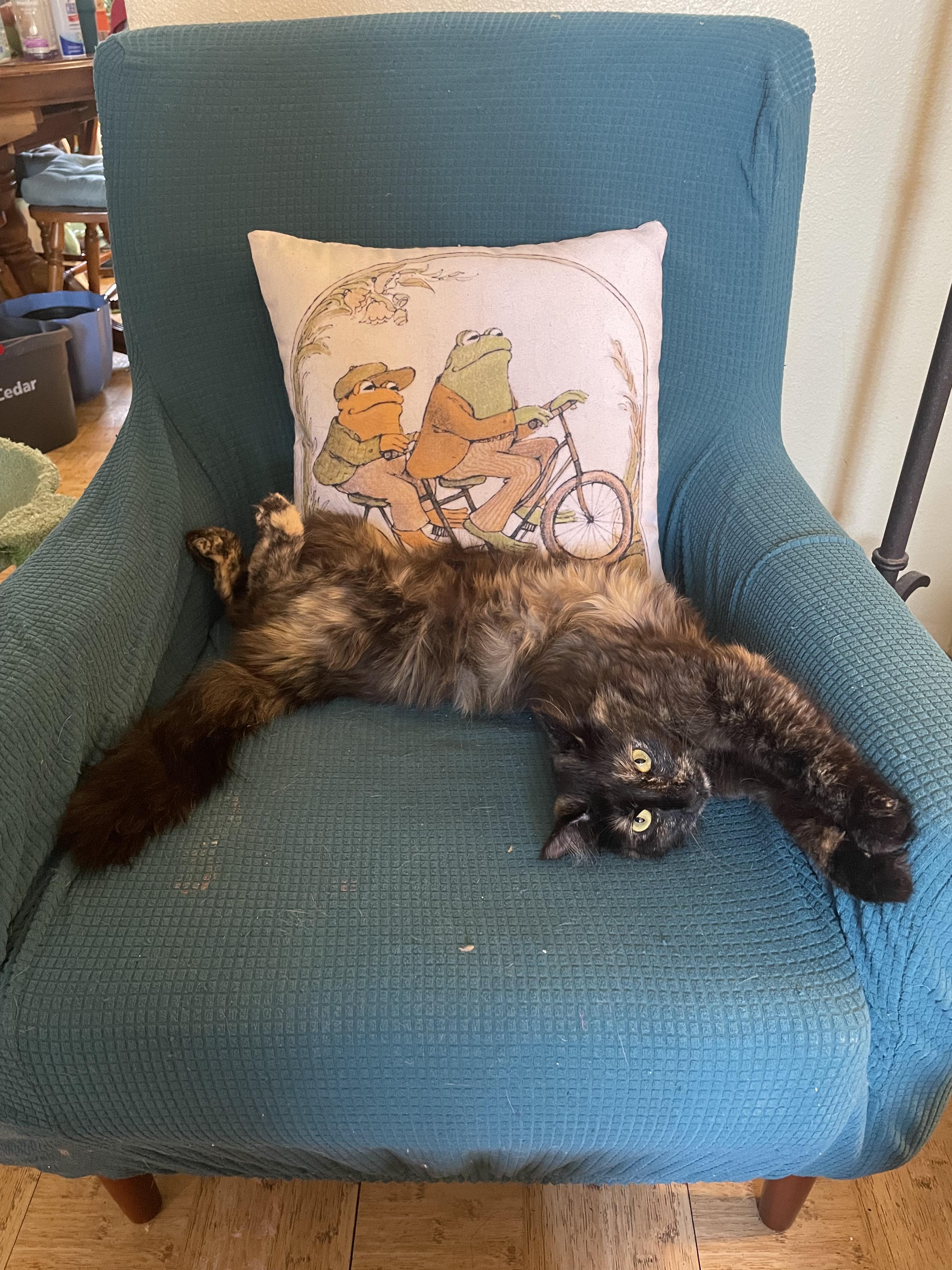 Caroline torti kitty, Adoptable, Young Female Tortoiseshell & Domestic Medium Hair.