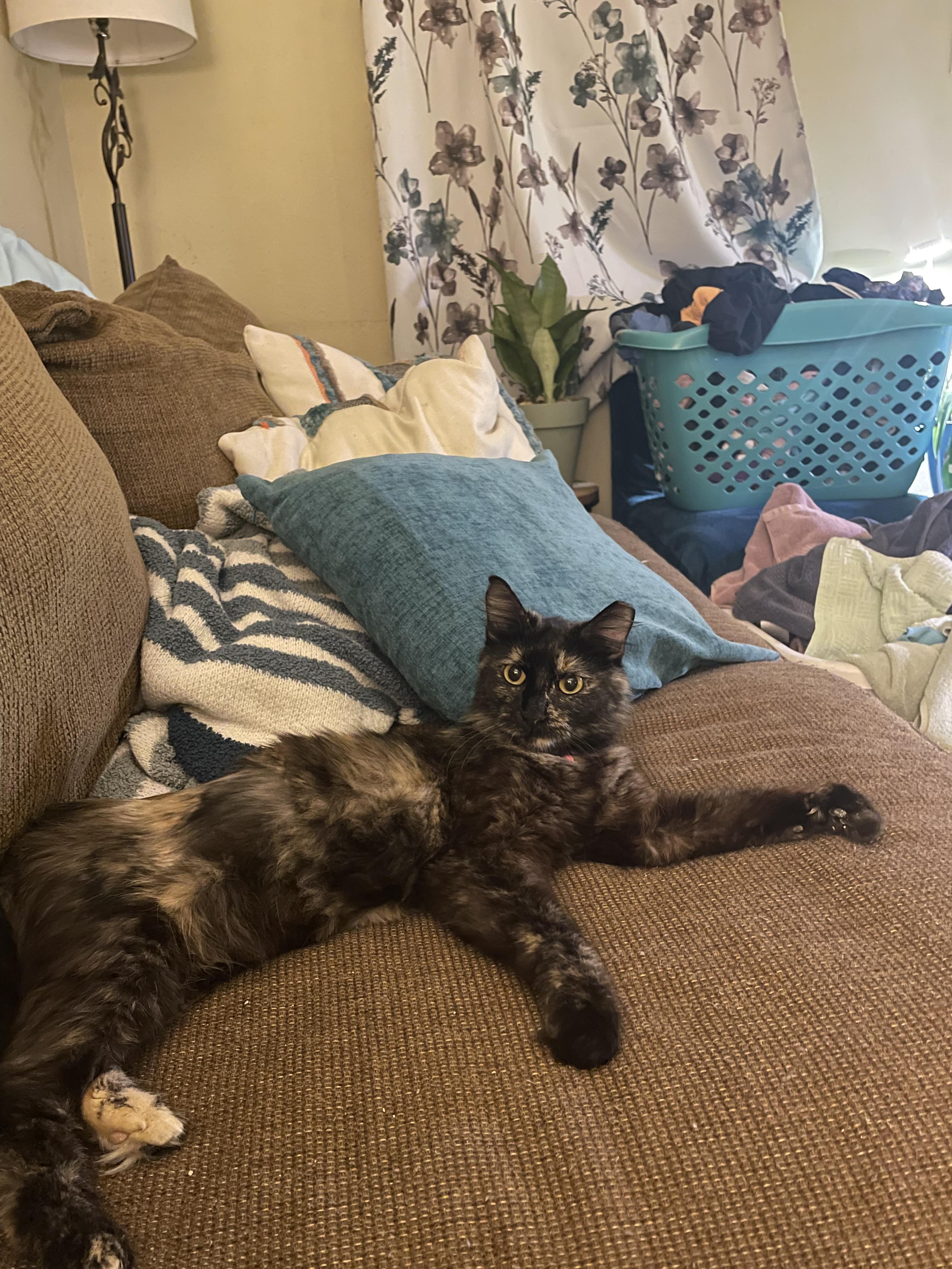 Enlarge Caroline torti kitty, a Adoptable mixed breed in Metairie, LA image 2/6