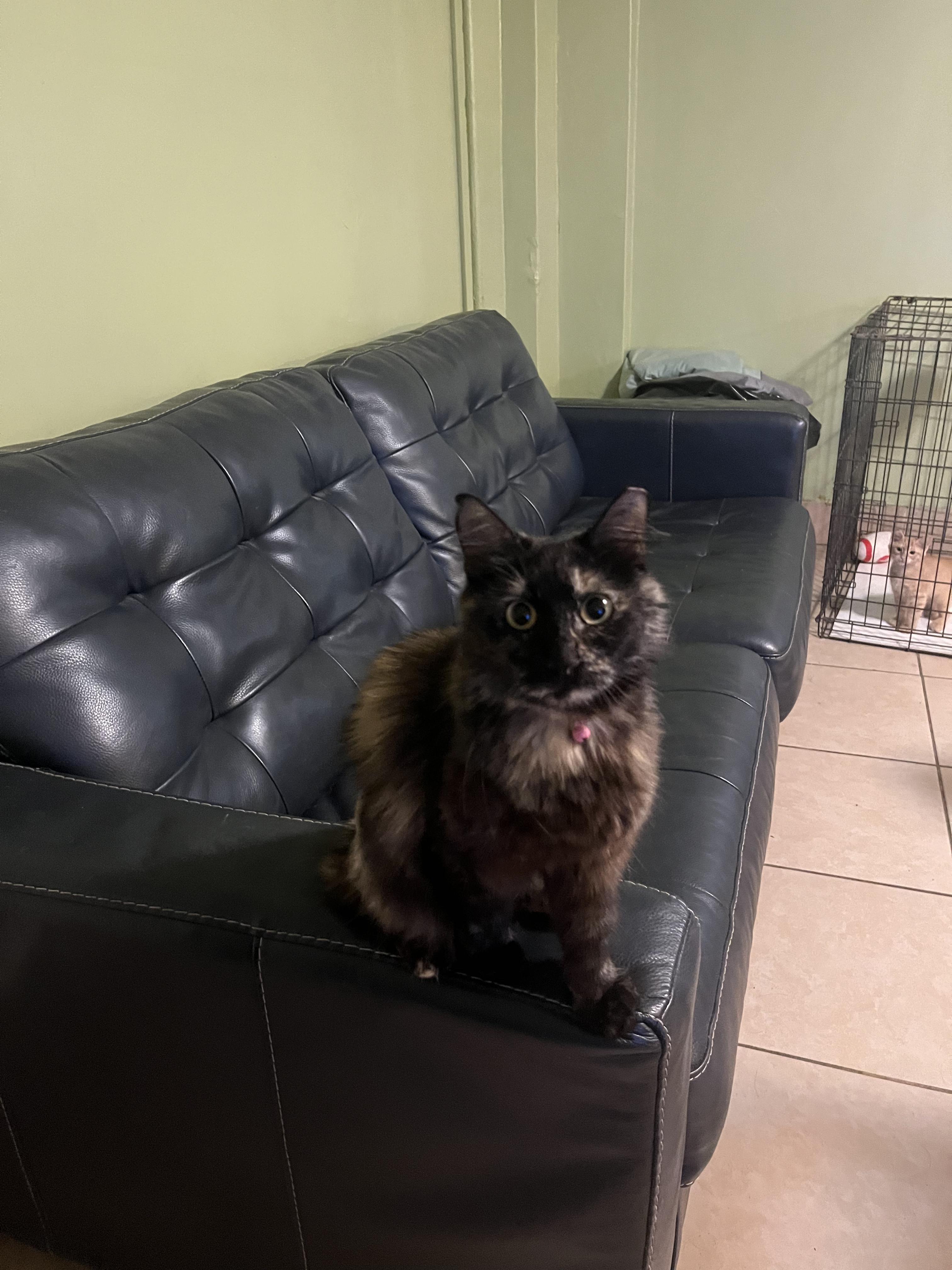 Enlarge Caroline torti kitty, a Adoptable mixed breed in Metairie, LA image 5/6