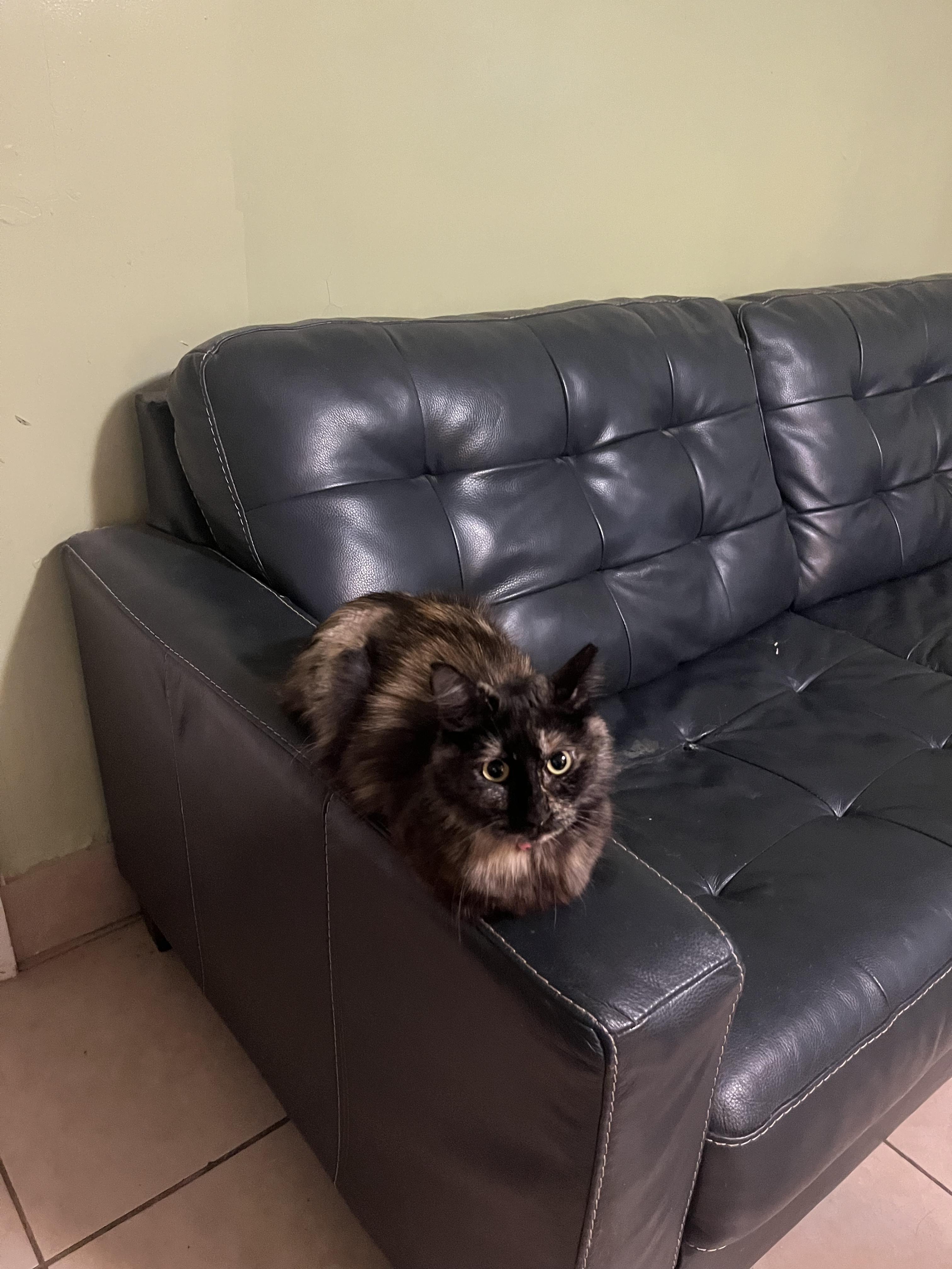 Enlarge Caroline torti kitty, a Adoptable mixed breed in Metairie, LA image 6/6