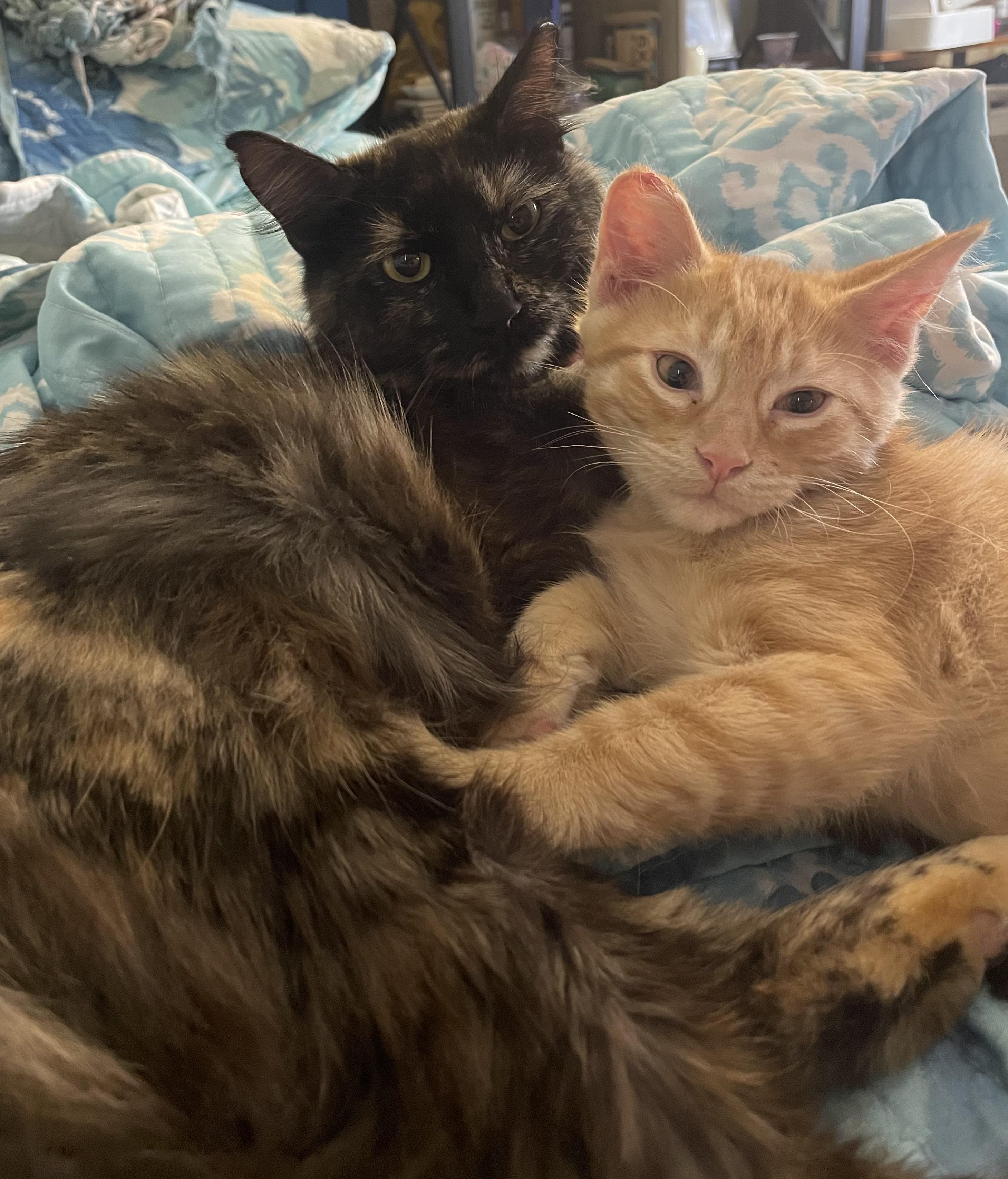 Enlarge Caroline torti kitty, a Adoptable mixed breed in Metairie, LA image 4/6