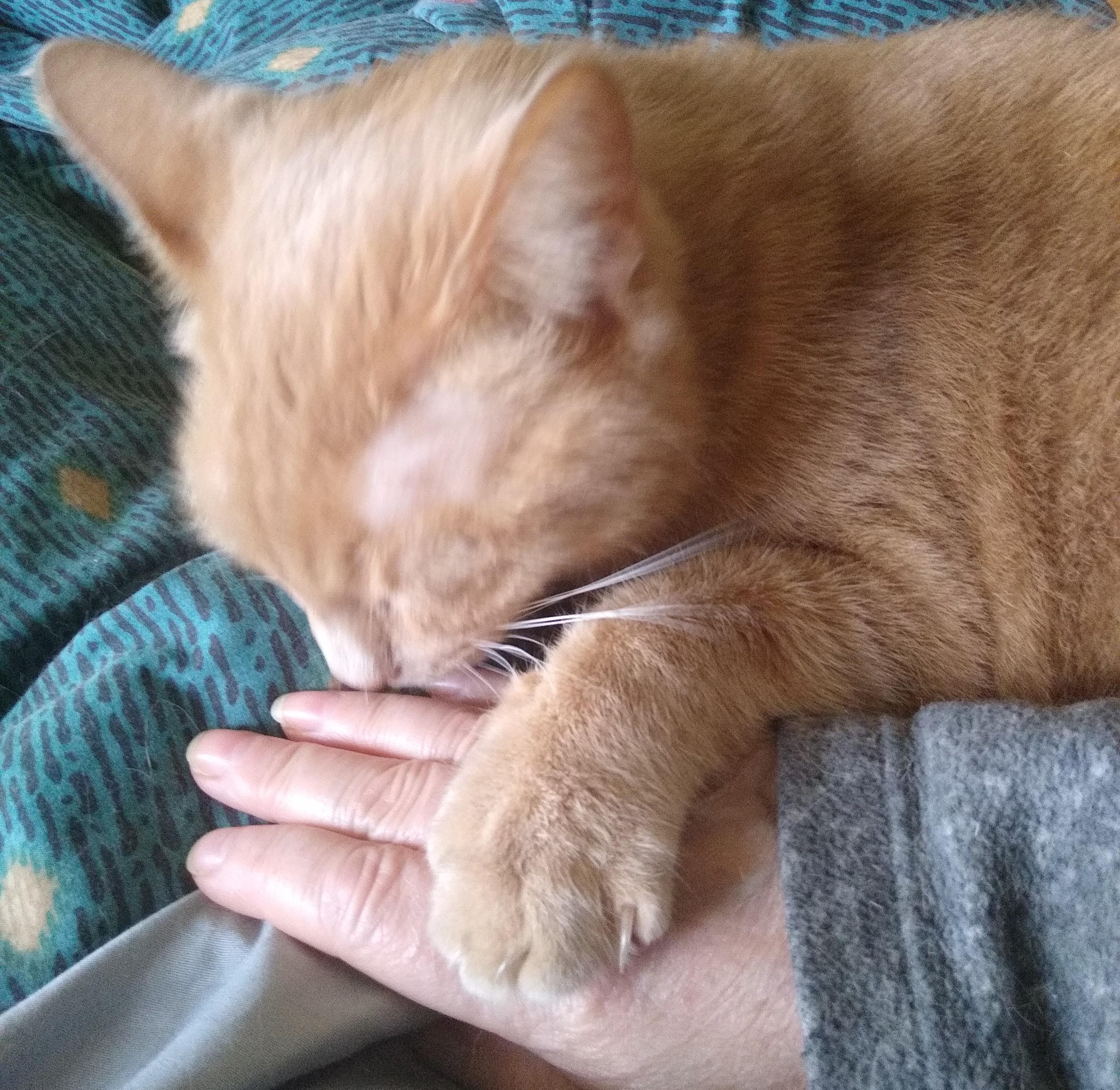 Lola thumbnail 3