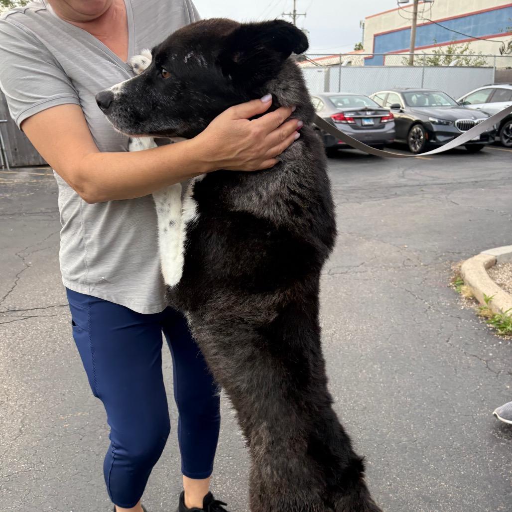 Deano, Adoptable, Adult Male Siberian Husky & Mixed Breed.