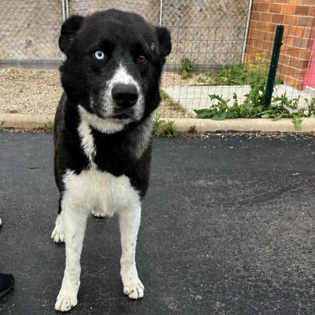 Enlarge Deano, a Adoptable mixed breed in Wheeling, IL image 2/6