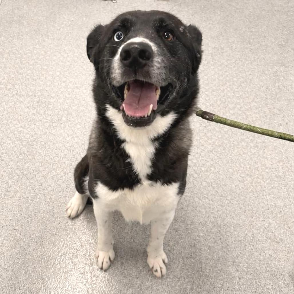 Enlarge Deano, a Adoptable mixed breed in Wheeling, IL image 3/6