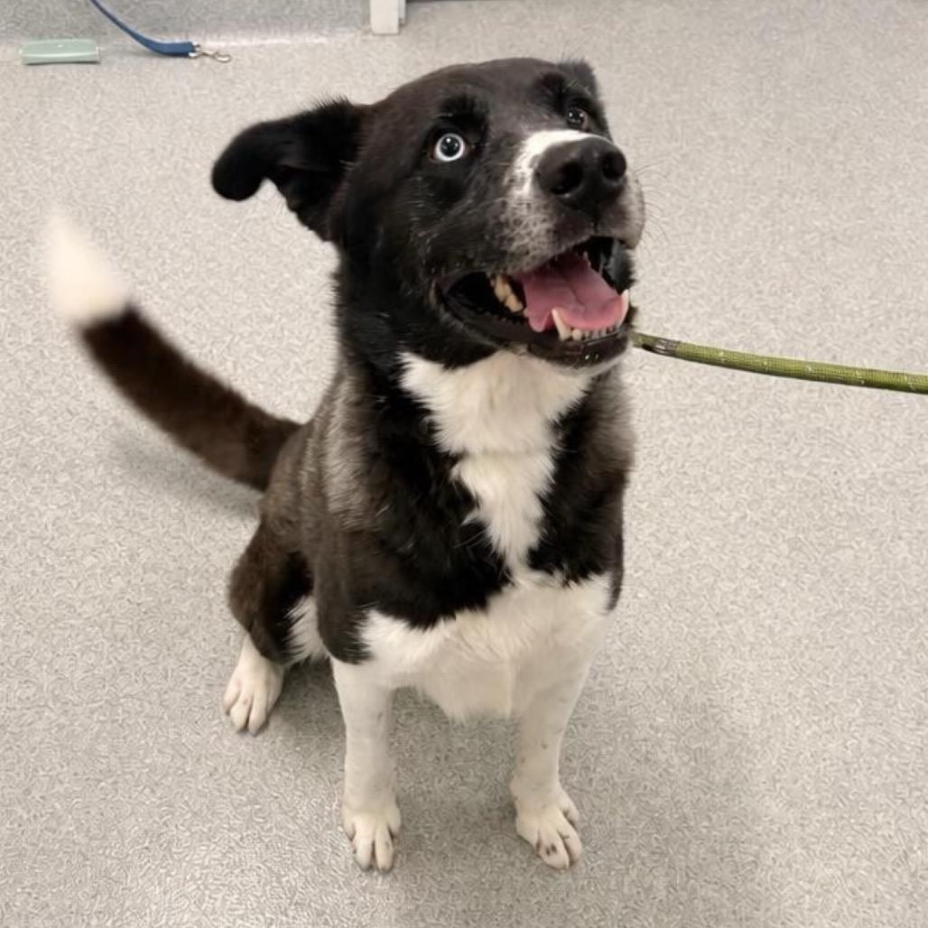 Enlarge Deano, a Adoptable mixed breed in Wheeling, IL image 4/6