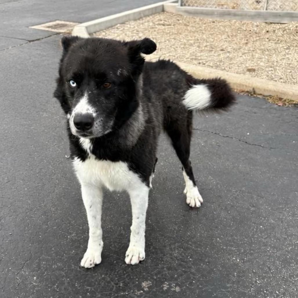 Enlarge Deano, a Adoptable mixed breed in Wheeling, IL image 5/6