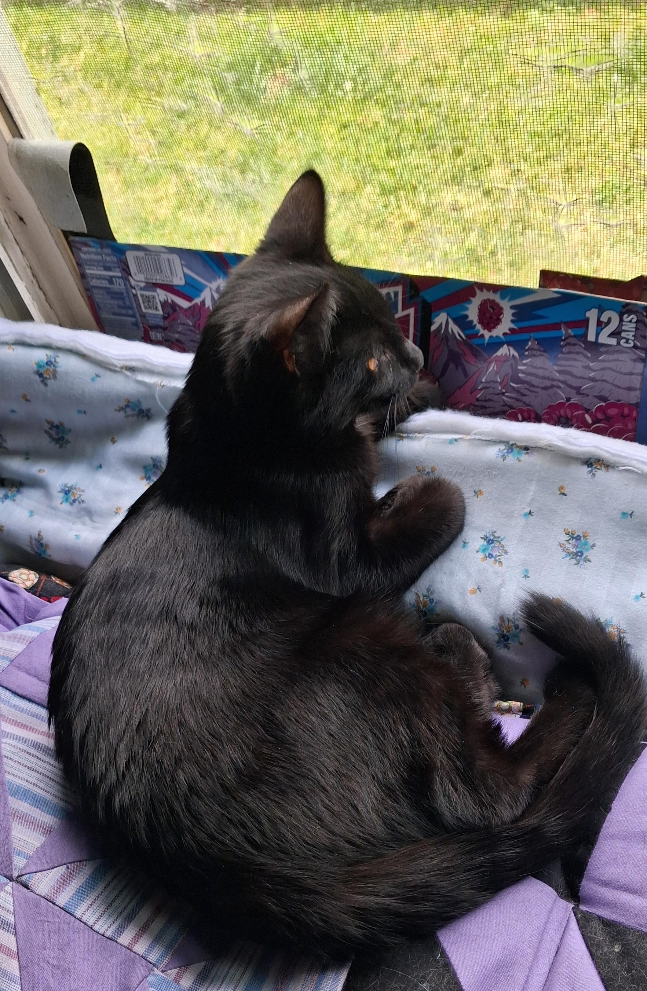 Joey - Adoption Pending, a ADOPTABLE Domestic Short Hair in Union Gap, WA image 3/4