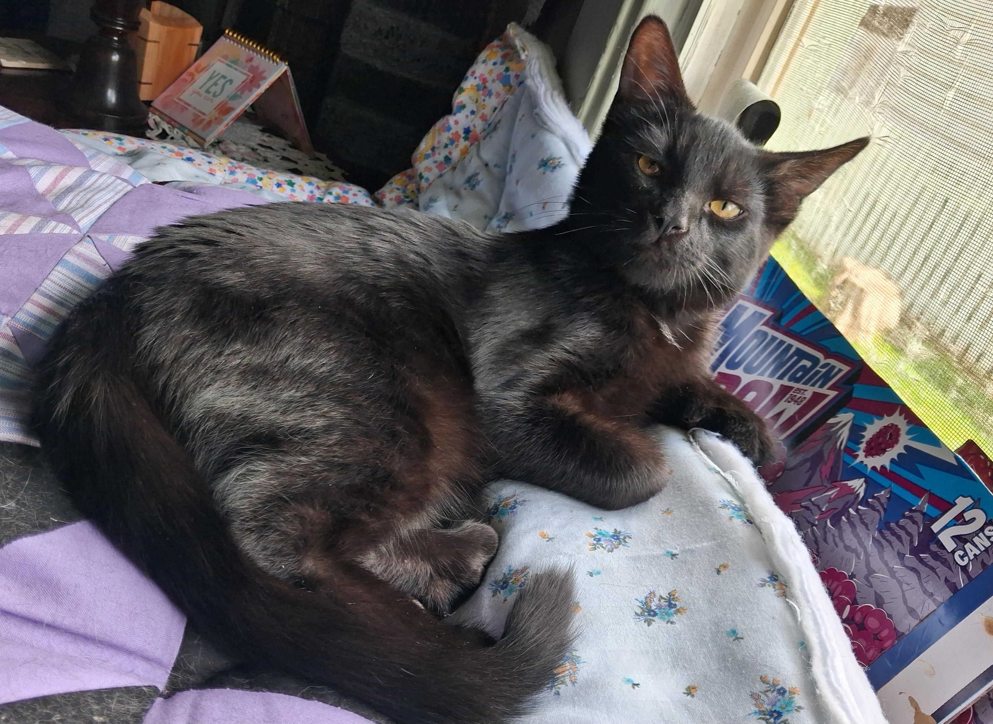 Joey - Adoption Pending, ADOPTABLE, Kitten Male Domestic Short Hair.