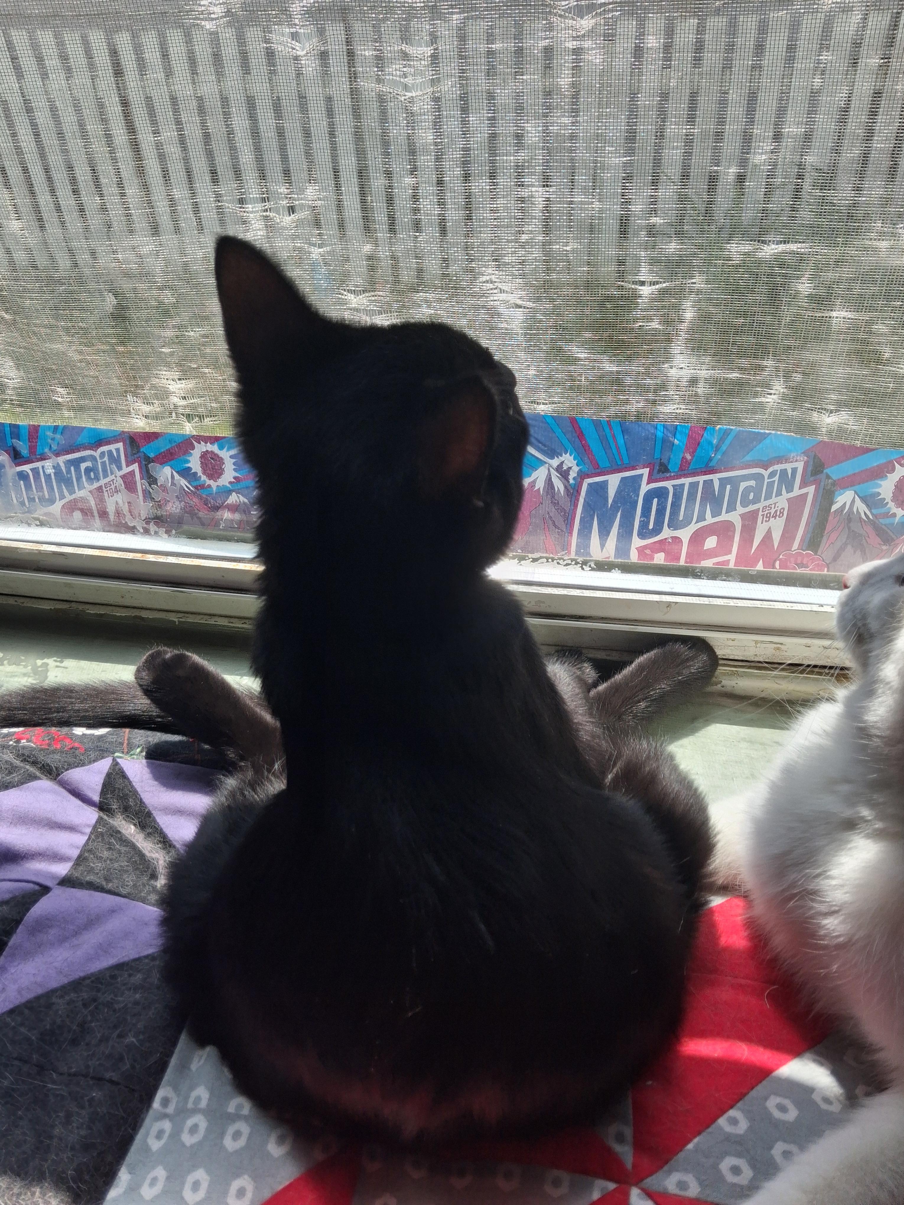 Joey - Adoption Pending, a ADOPTABLE Domestic Short Hair in Union Gap, WA image 2/4
