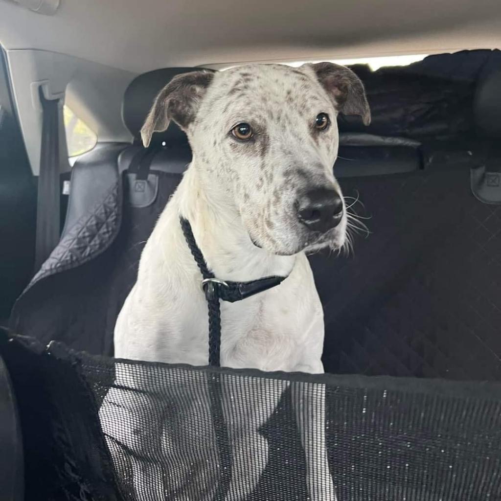 Scout City, a Adoptable Australian Cattle Dog / Blue Heeler in Allen, TX image 1/6