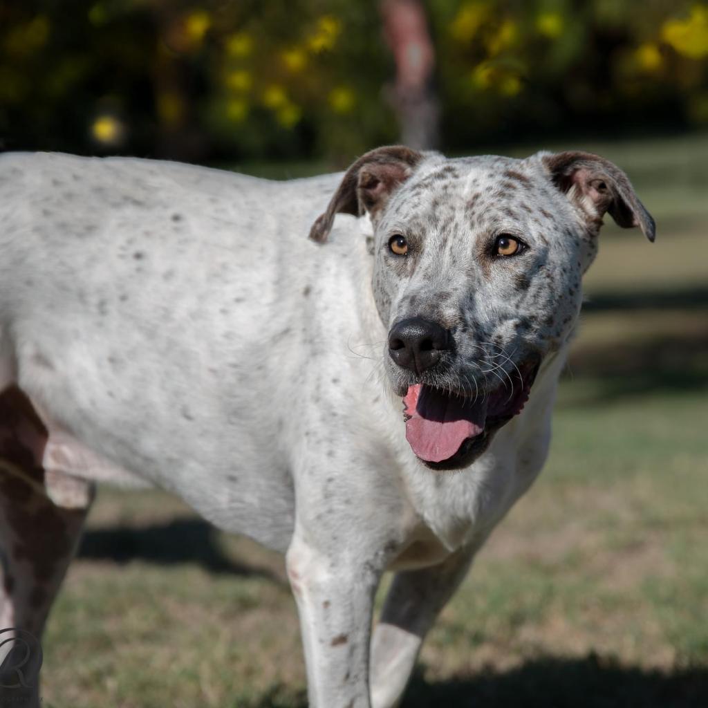 Scout City, a Adoptable Australian Cattle Dog / Blue Heeler in Allen, TX image 2/6