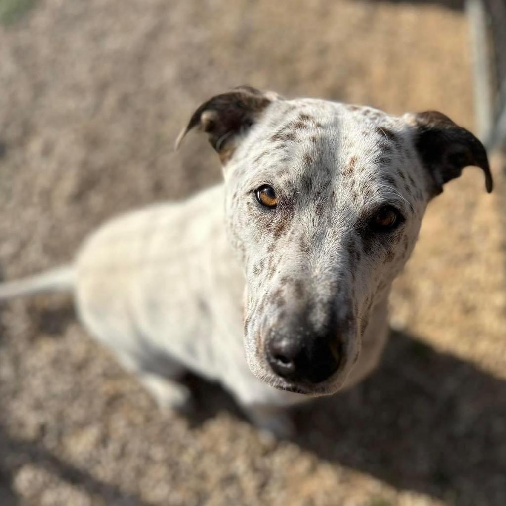 Scout City, a Adoptable Australian Cattle Dog / Blue Heeler in Allen, TX image 3/6