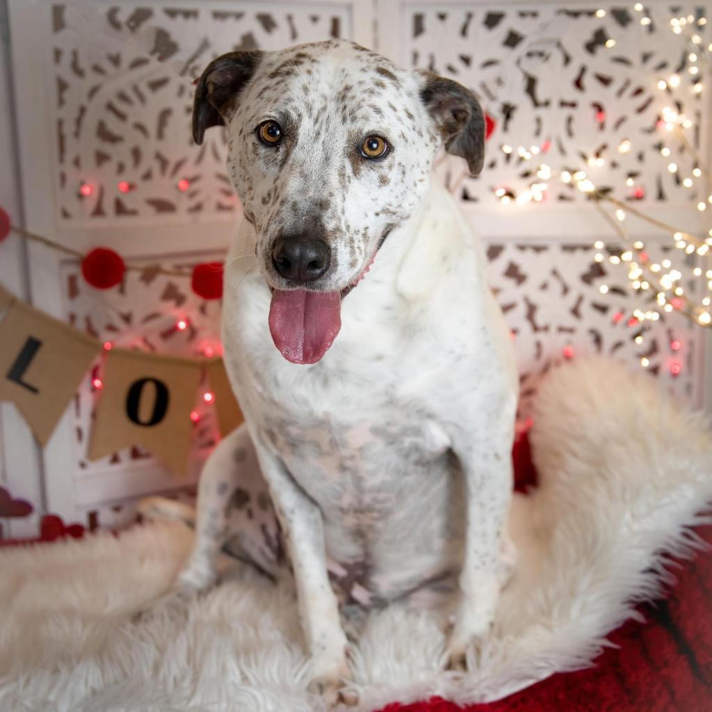 Scout City, a Adoptable Australian Cattle Dog / Blue Heeler in Allen, TX image 4/6