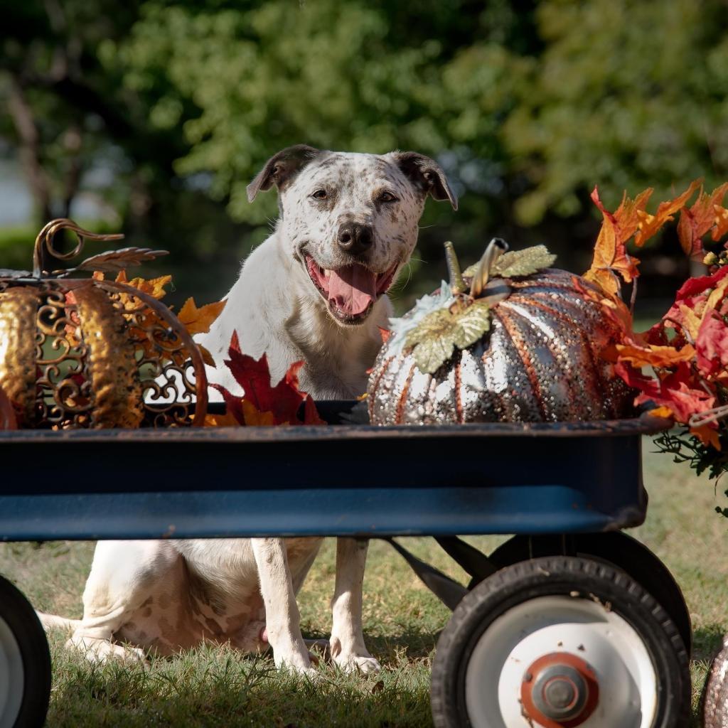 Scout City, a Adoptable Australian Cattle Dog / Blue Heeler in Allen, TX image 5/6