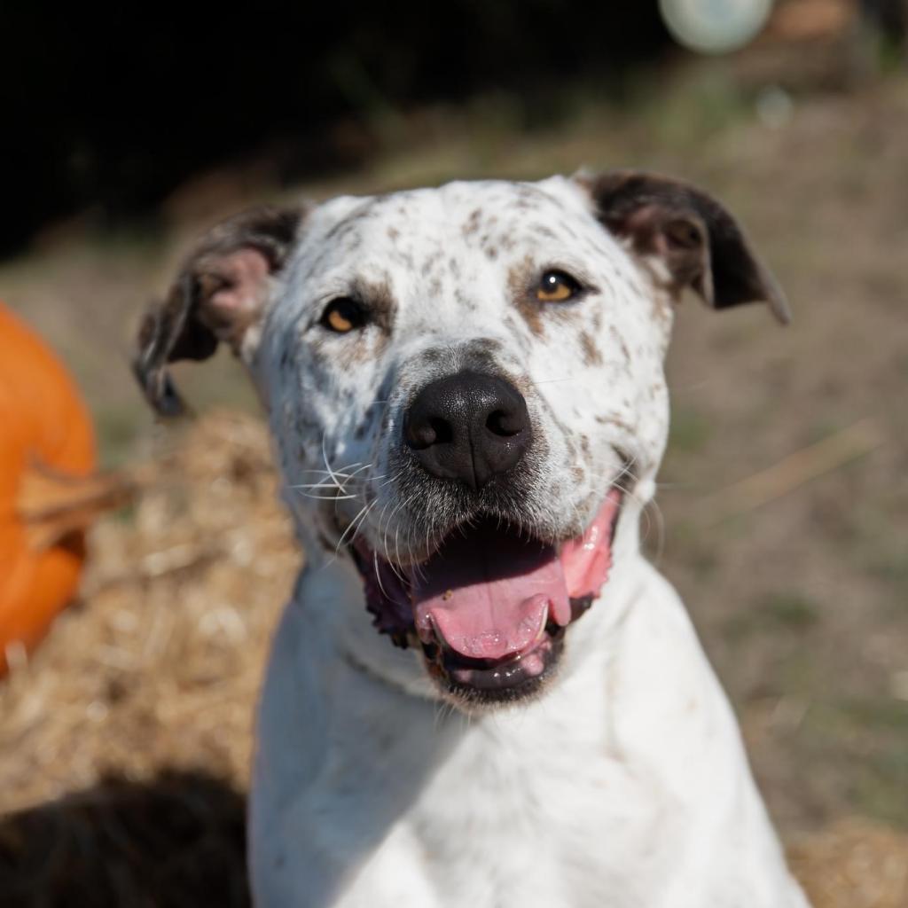 Scout City, a Adoptable Australian Cattle Dog / Blue Heeler in Allen, TX image 6/6