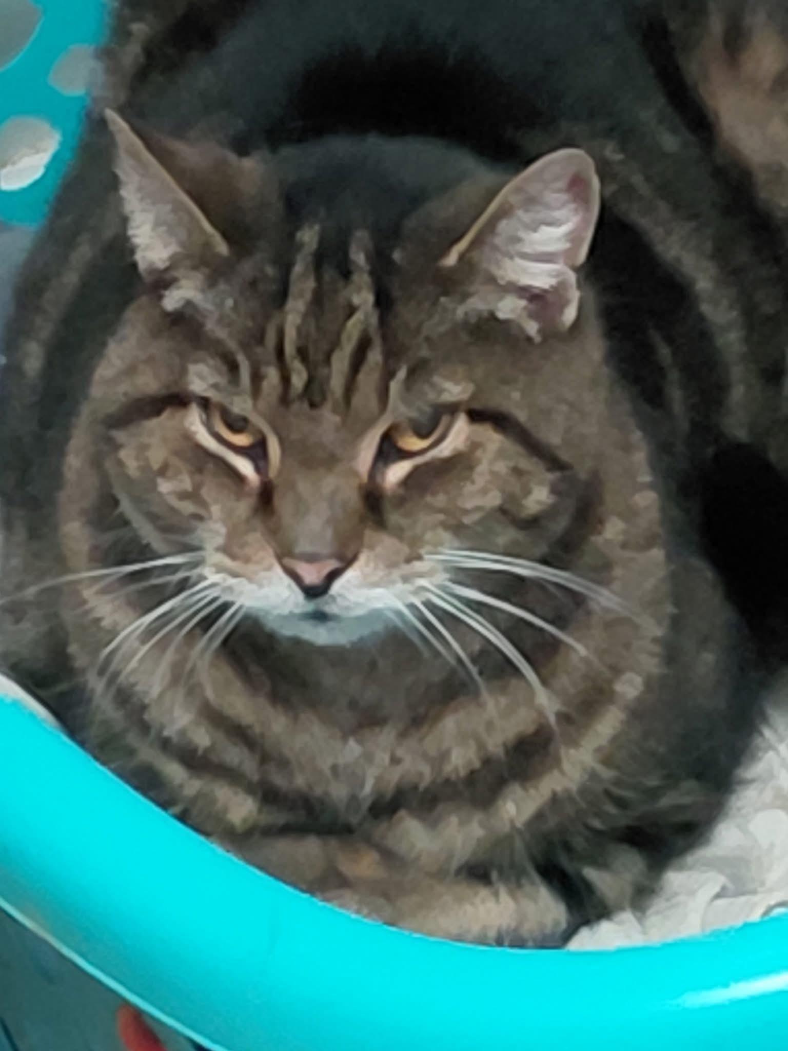 Sullivan, ADOPTABLE, Adult Male Domestic Short Hair.