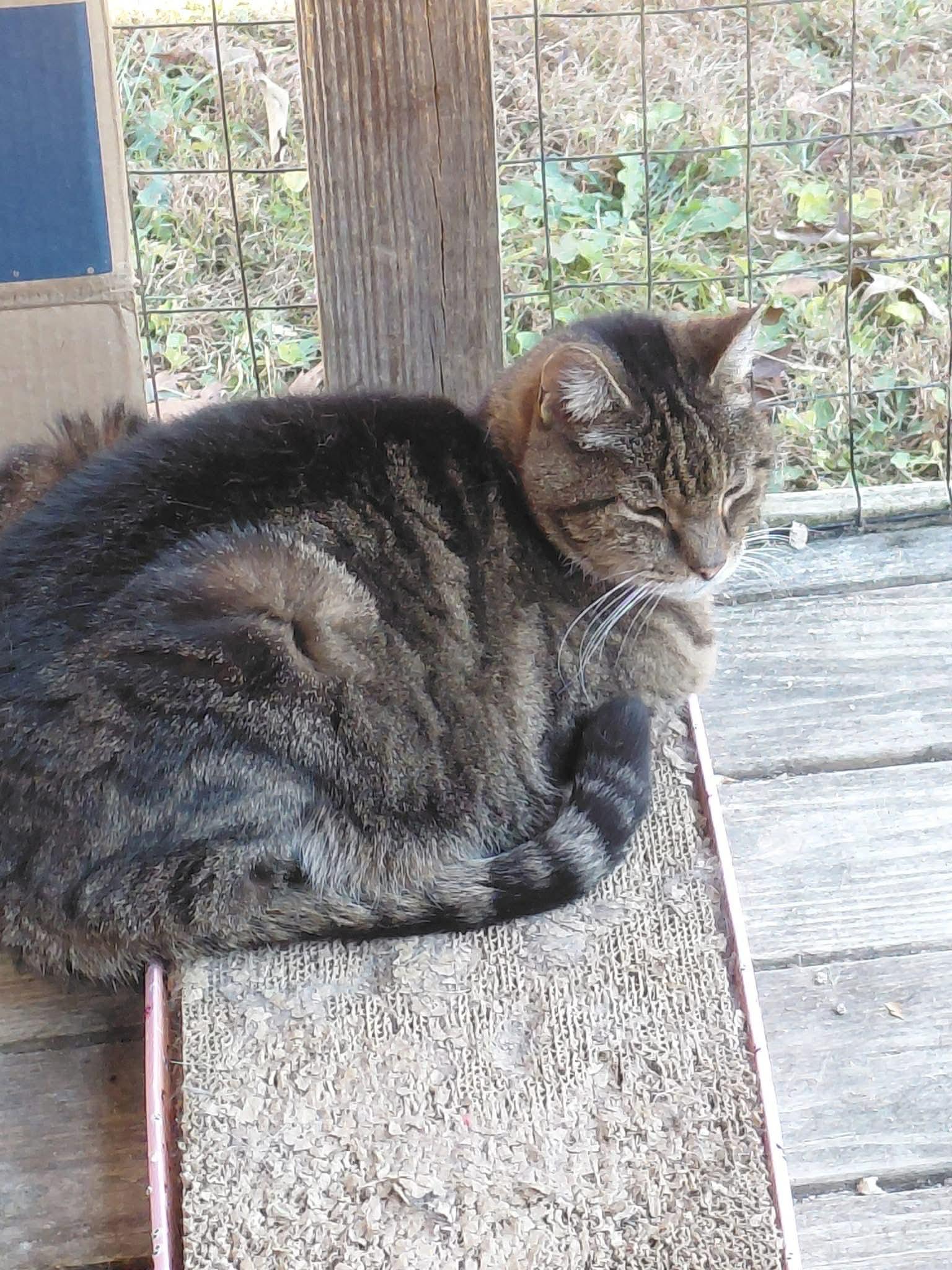 Enlarge Sullivan, a ADOPTABLE mixed breed in Andersonville, TN image 2/3