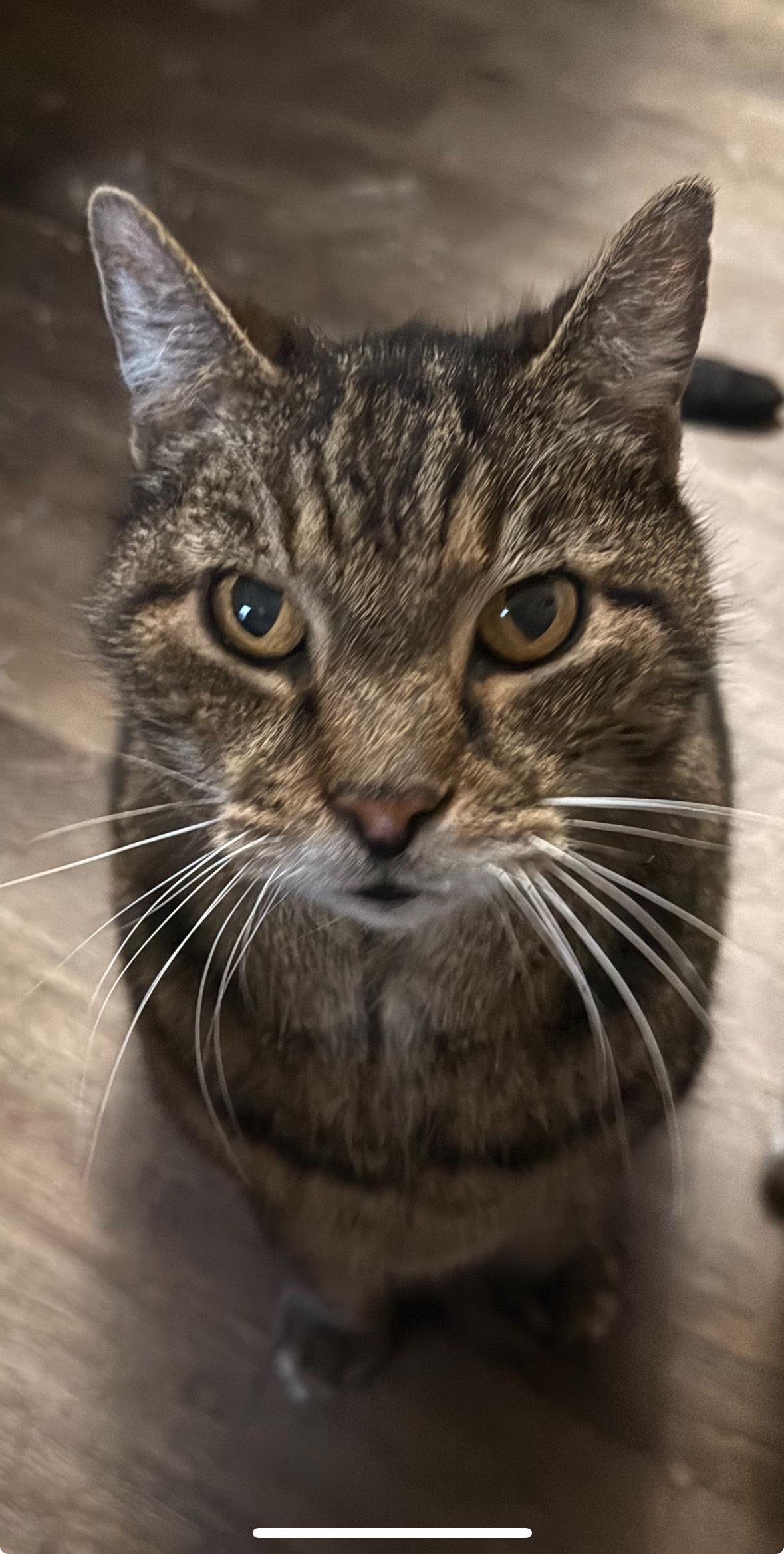 Enlarge Sullivan, a ADOPTABLE mixed breed in Andersonville, TN image 3/3