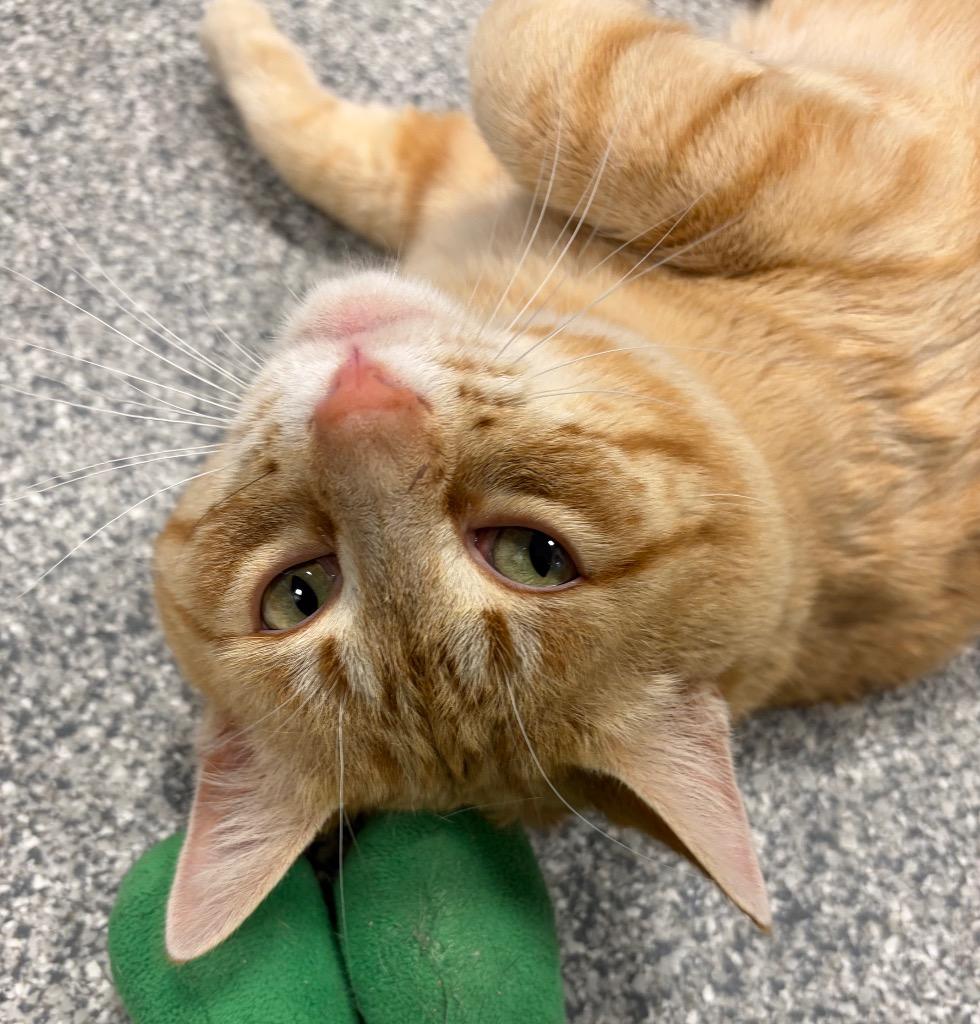 Sam, Adoptable, Adult Male Domestic Short Hair.