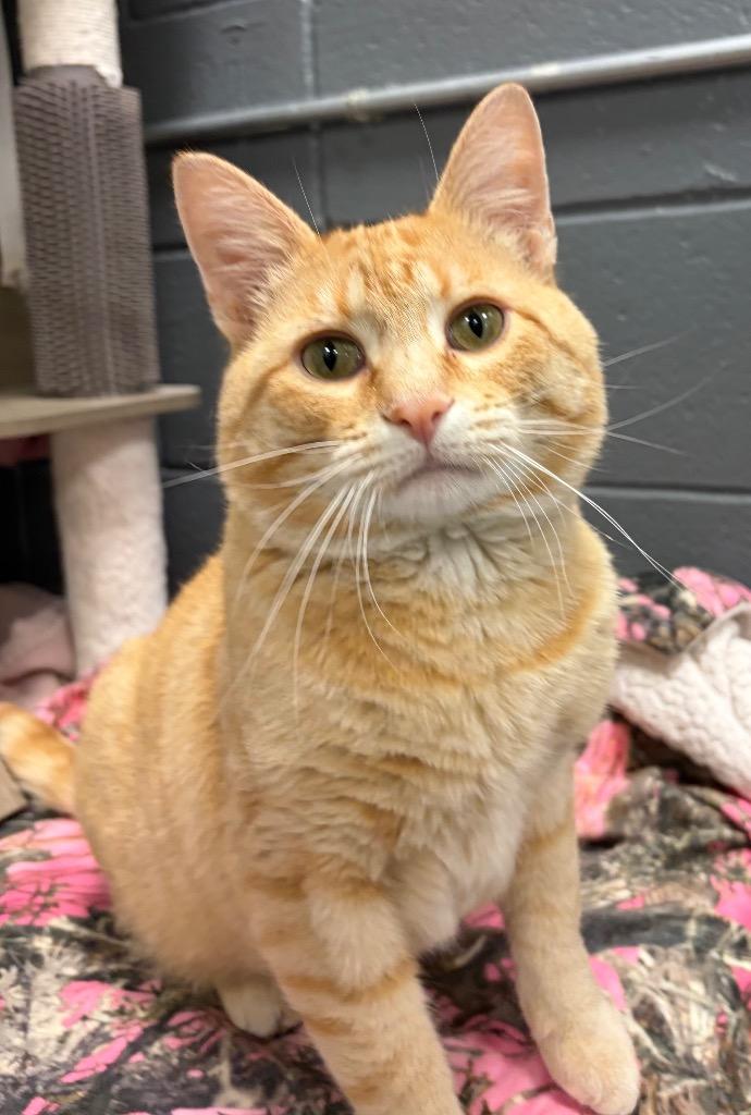 Enlarge Sam, a Adoptable mixed breed in Huntington, IN image 2/3