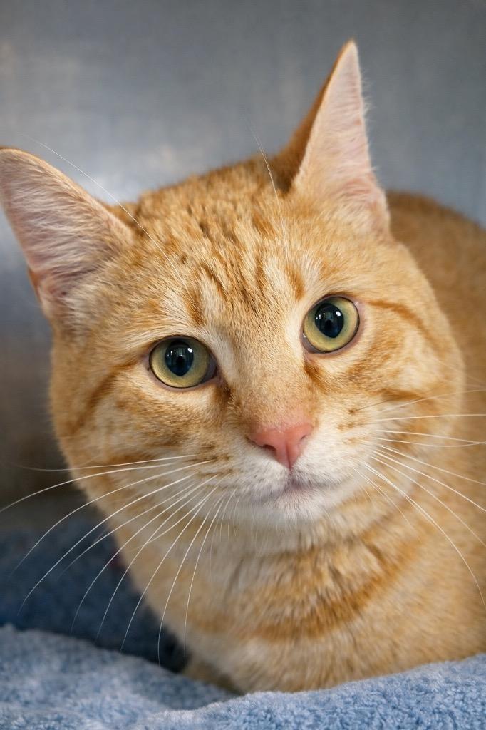 Enlarge Sam, a Adoptable mixed breed in Huntington, IN image 2/2