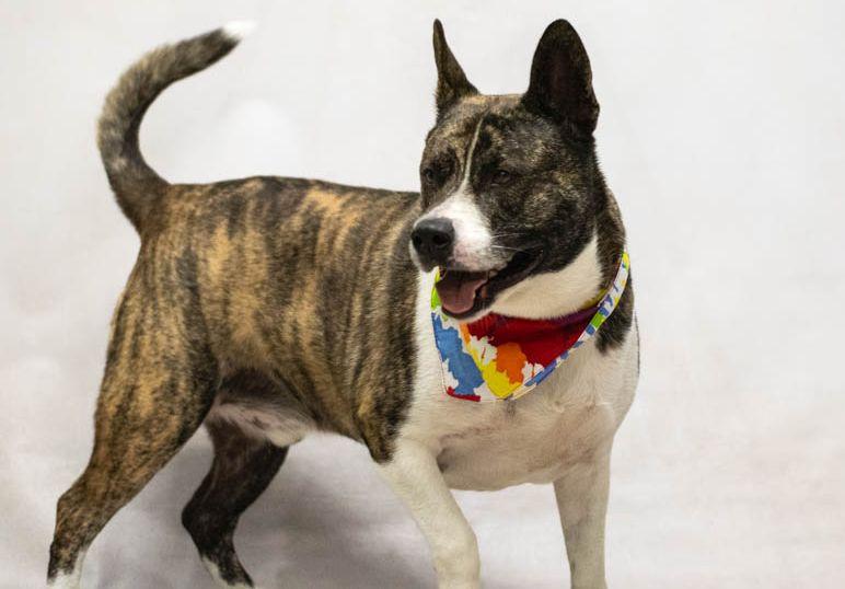 Beall "Bo", an adopted mixed breed in Sanford, FL image 2/3