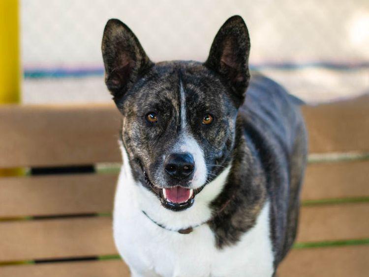 Beall "Bo", an adopted mixed breed in Sanford, FL image 1/3
