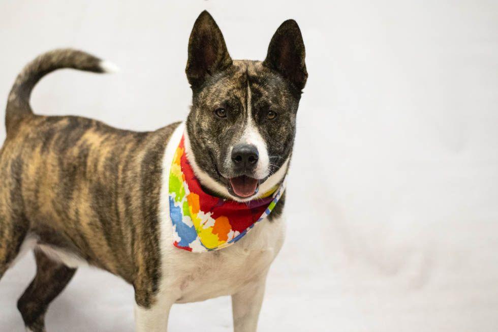 Beall "Bo", an adopted mixed breed in Sanford, FL image 3/3