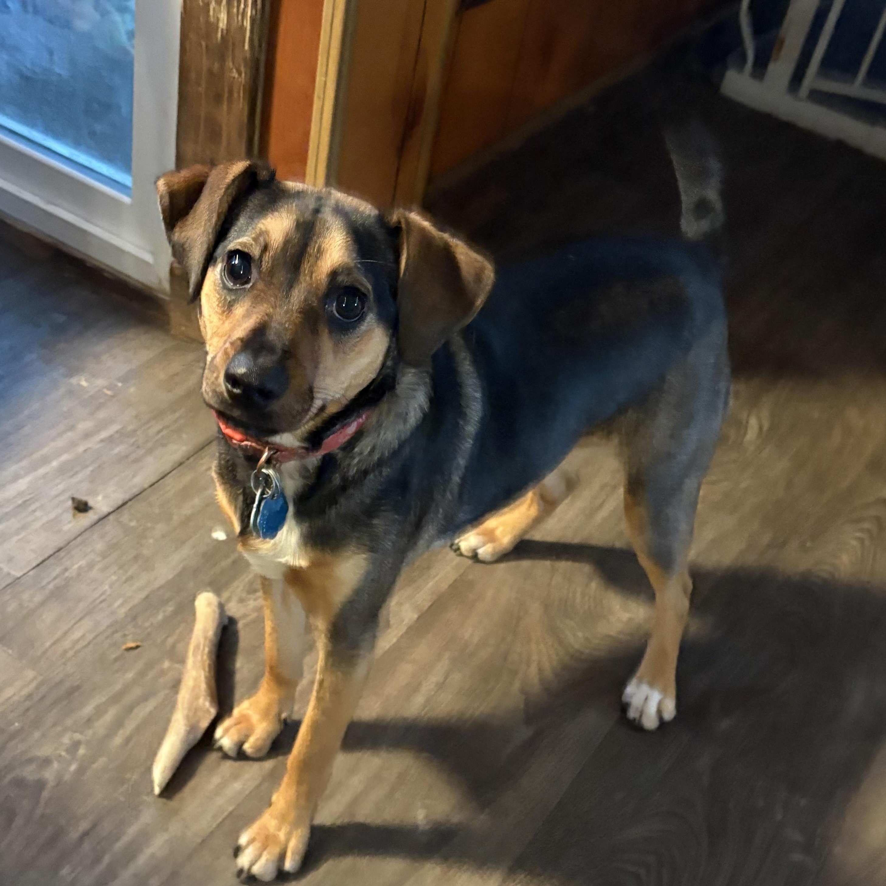 Enlarge Sophia, an adopted Mixed Breed in Coldwater, MI image 1/3