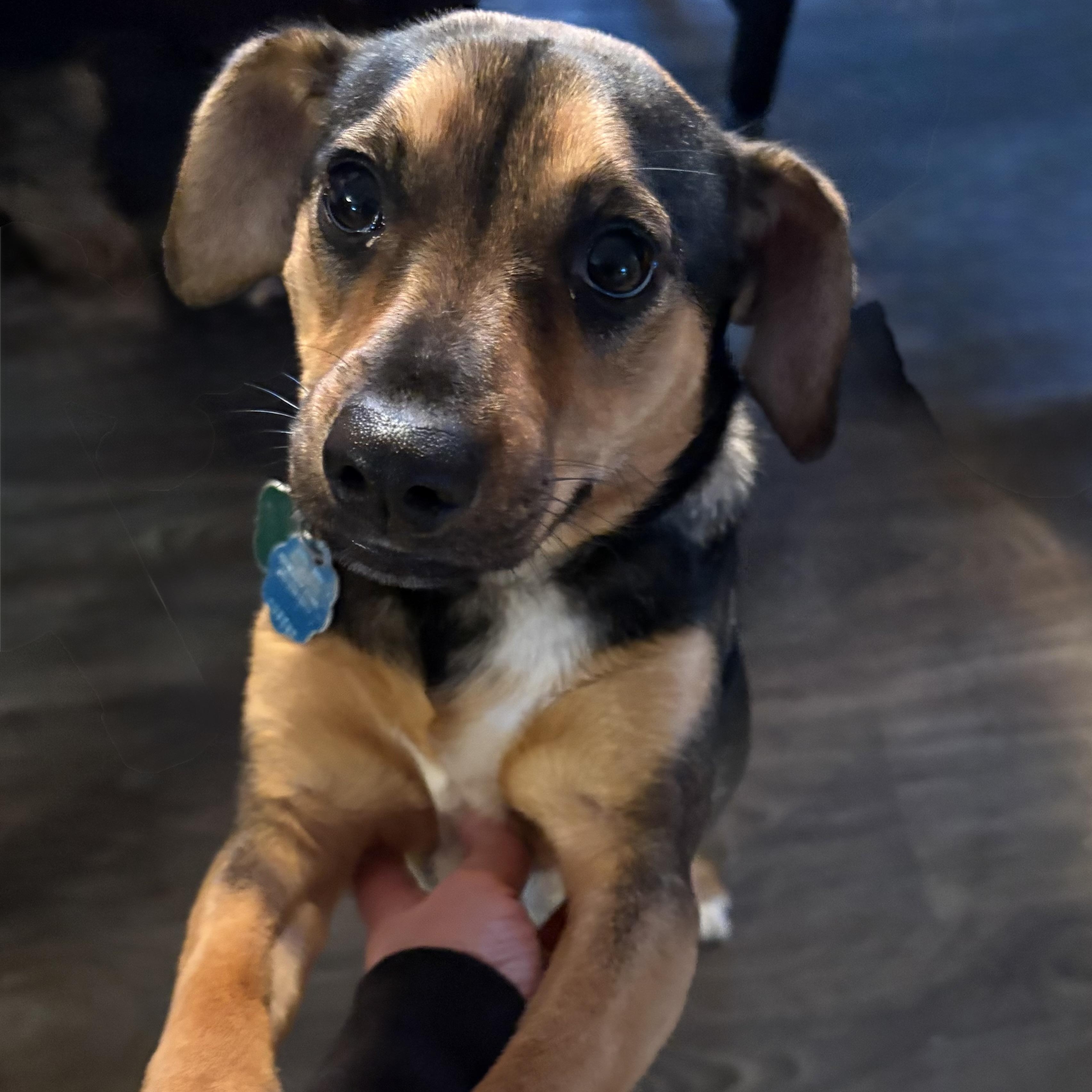 Enlarge Sophia, an adopted Mixed Breed in Coldwater, MI image 2/3