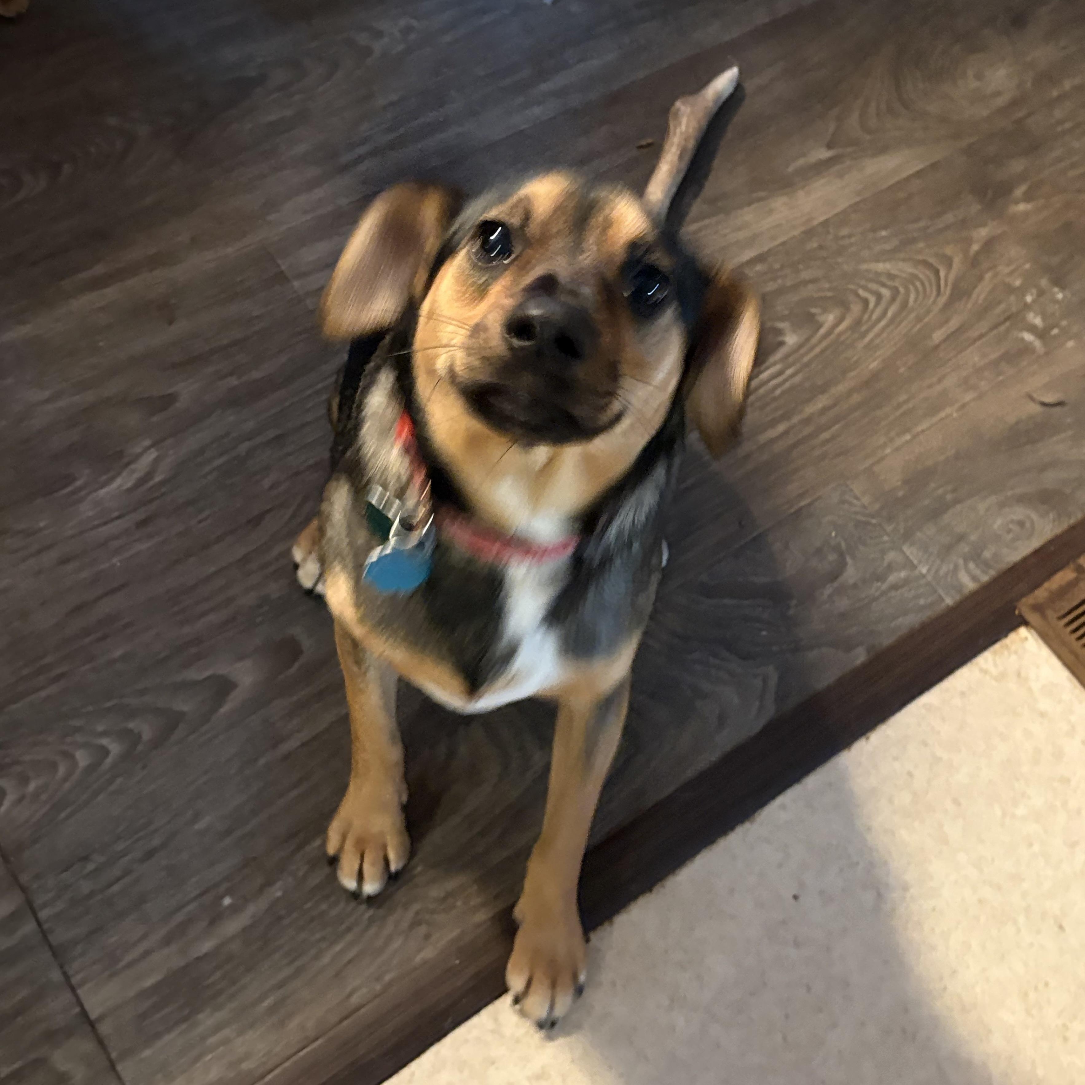 Enlarge Sophia, an adopted Mixed Breed in Coldwater, MI image 3/3