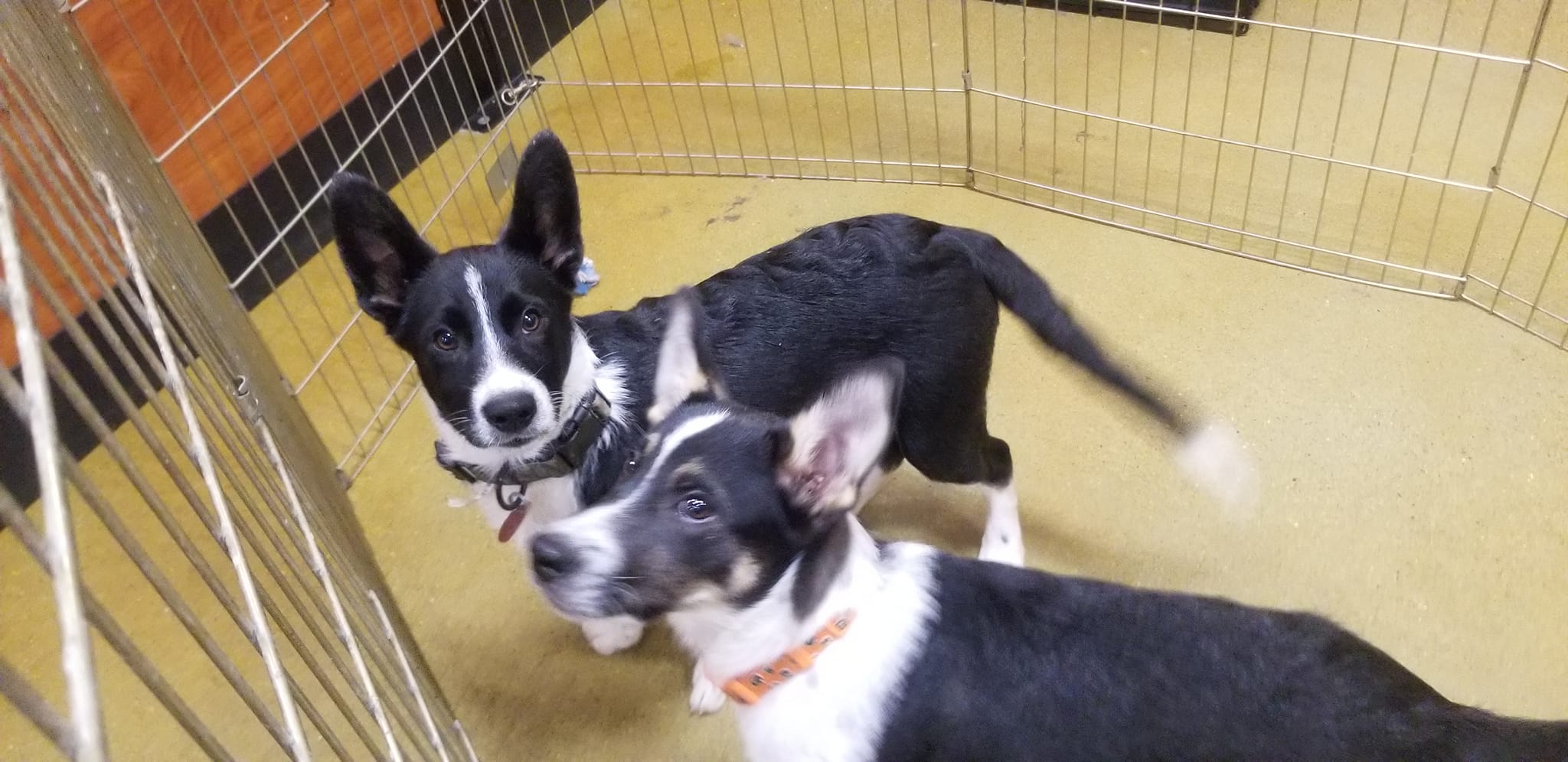 Dog for adoption einstein, an Australian Cattle Dog / Blue Heeler