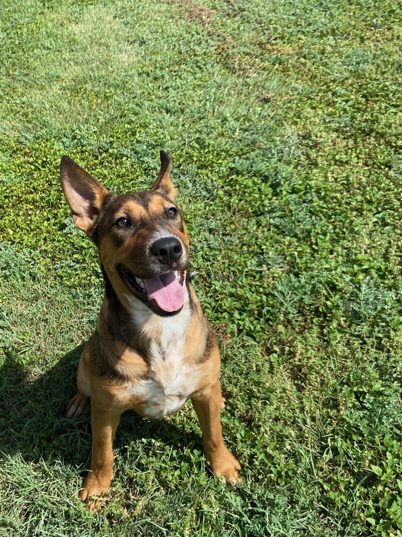 Peter, ADOPTABLE, Young Male Australian Cattle Dog / Blue Heeler.