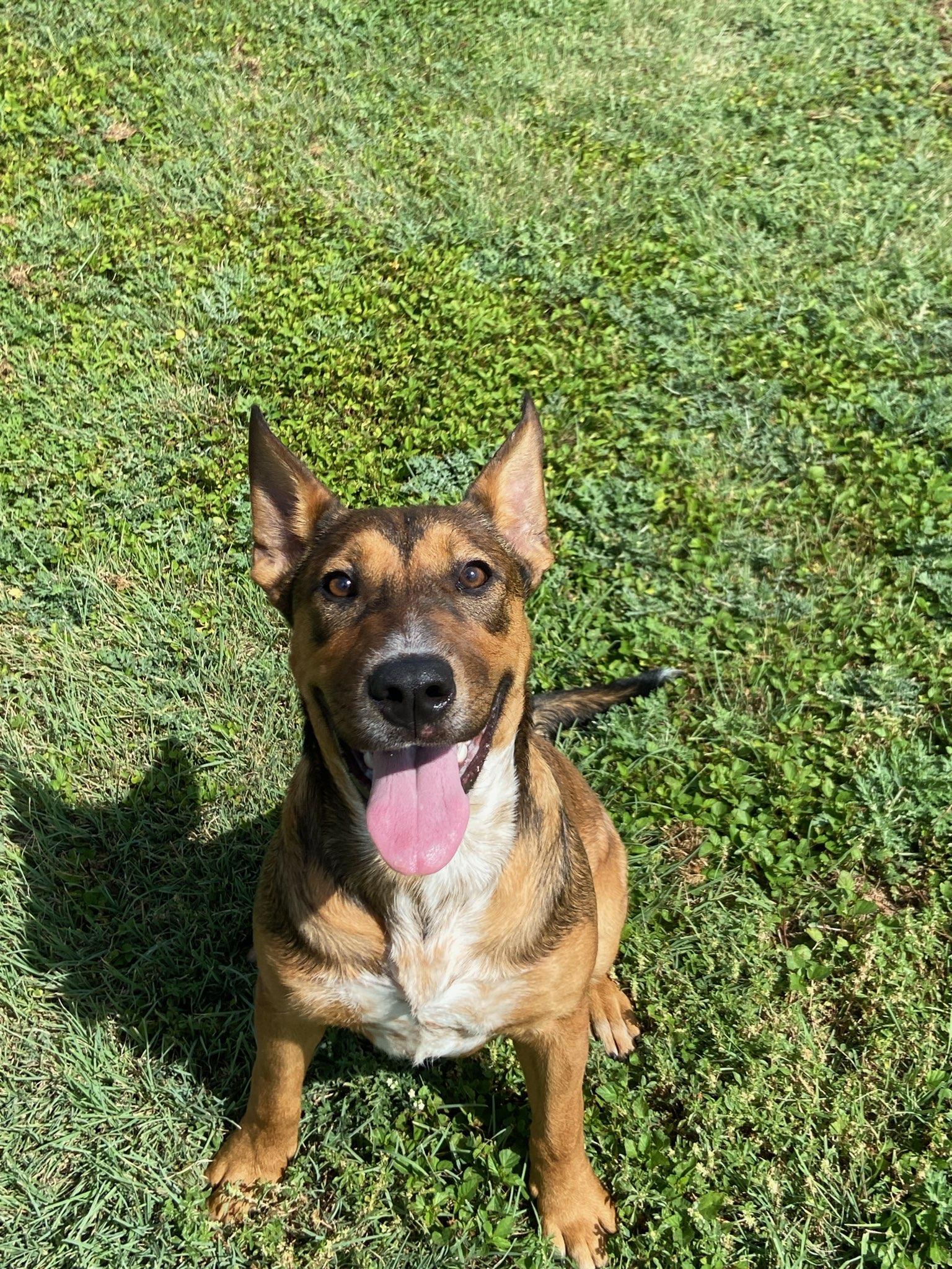 Peter, a ADOPTABLE Australian Cattle Dog / Blue Heeler in Schertz, TX image 2/2