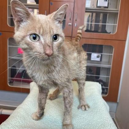 Toad, ADOPTABLE, Adult Male Domestic Short Hair.