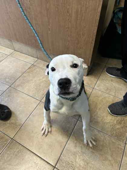 Enlarge Puddles, a Adoptable mixed breed in Munster, IN image 1/1