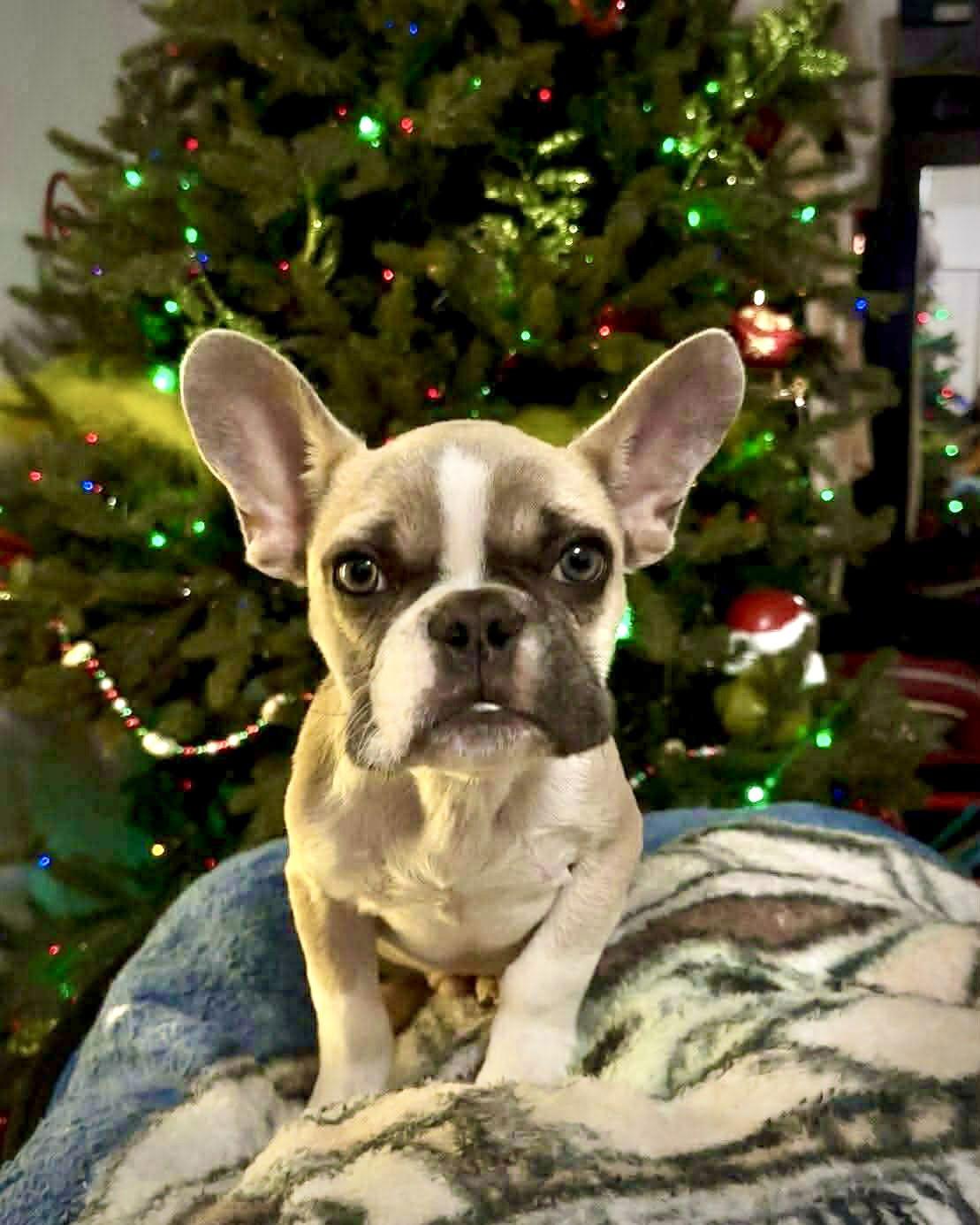 Valentino, Adoptable, Puppy Male French Bulldog.