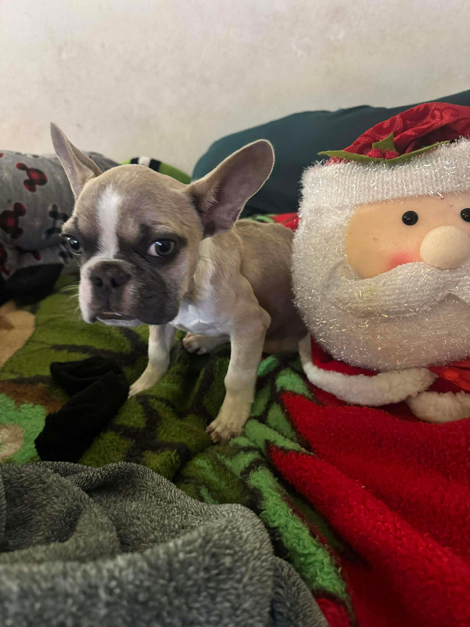 Enlarge Valentino, a Adoptable French Bulldog in Monticello, NY image 2/2