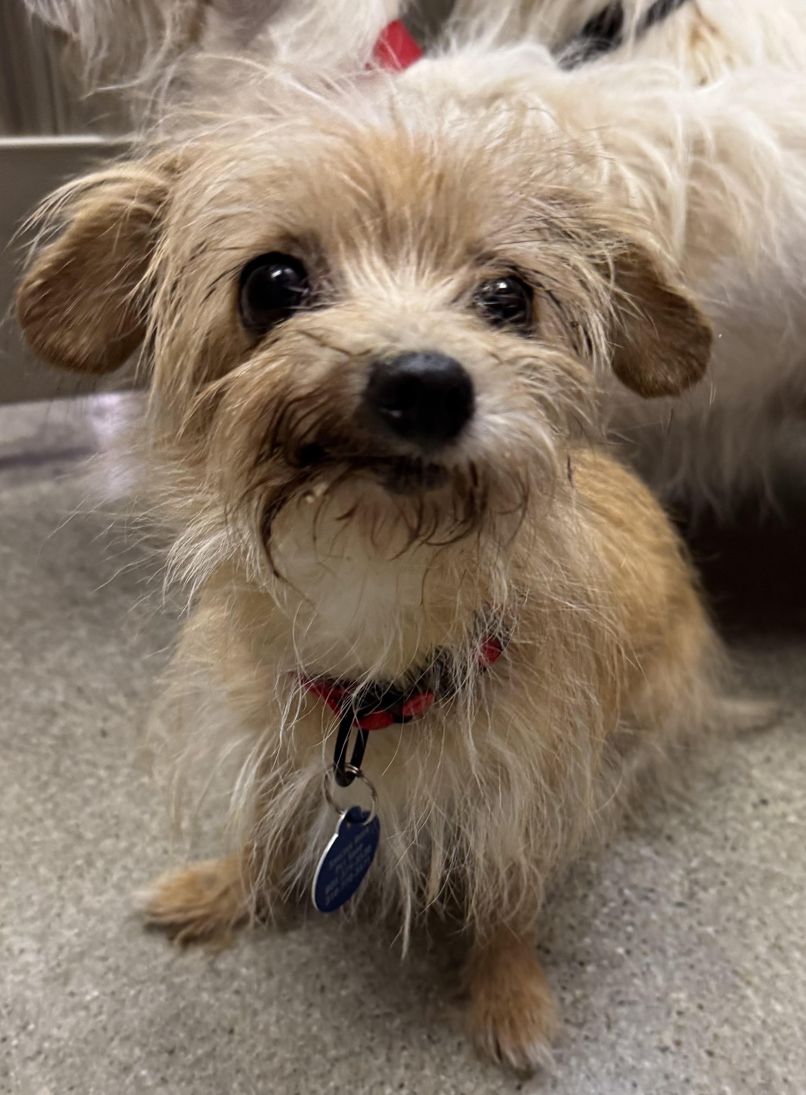 Ginger Spicy, Adult Female Terrier