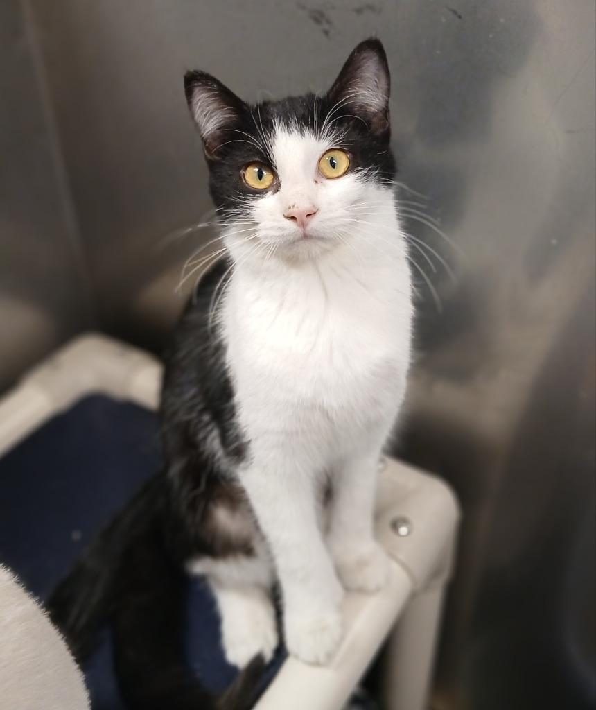 Enlarge Abigail, a Adoptable mixed breed in Ladysmith, WI image 1/2