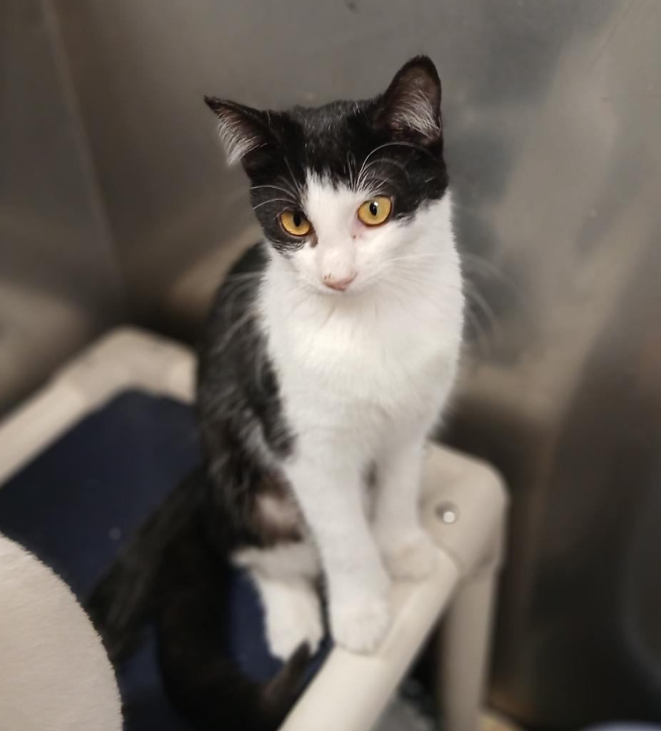 Enlarge Abigail, a Adoptable mixed breed in Ladysmith, WI image 2/2