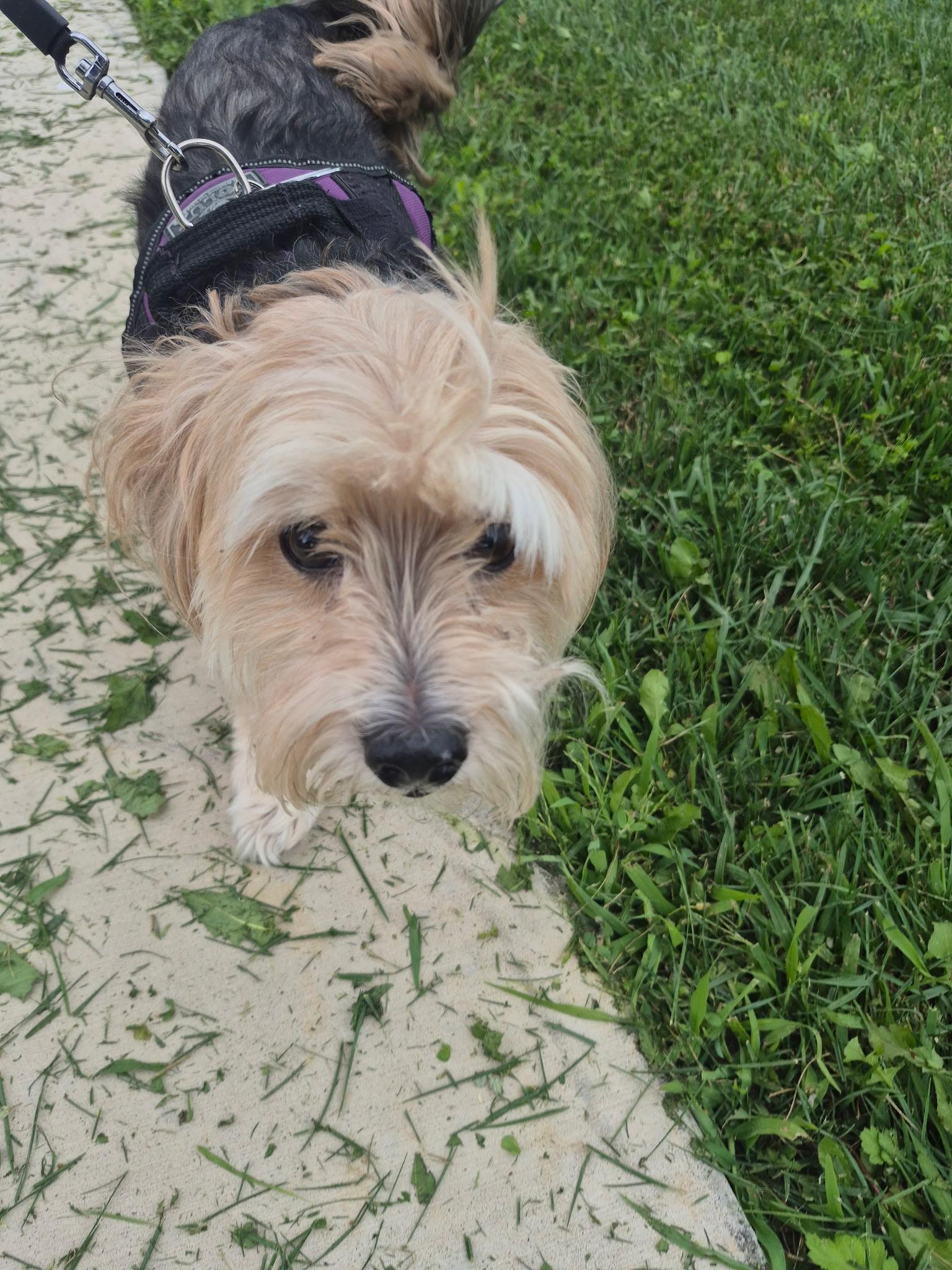 Enlarge Sammy, a Adoptable mixed breed in Wantage, NJ image 1/3