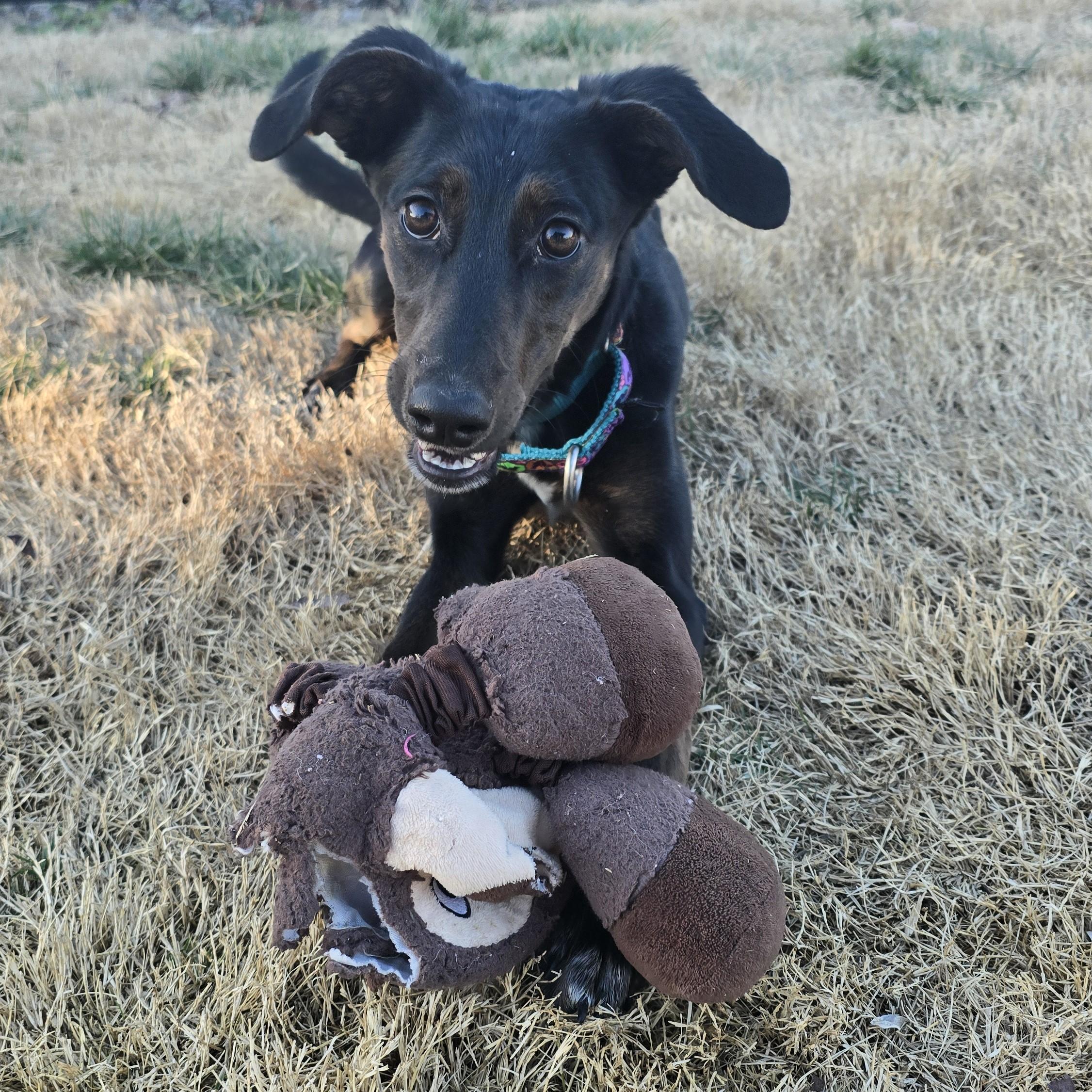 Enlarge Sprig, a ADOPTABLE mixed breed in Nashville, TN image 4/6