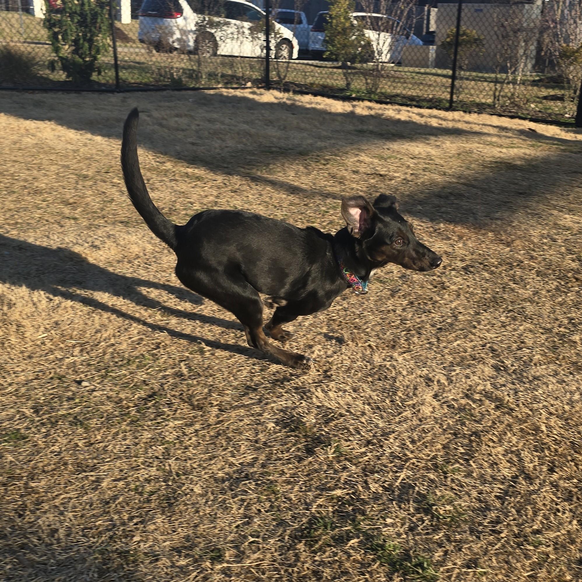 Enlarge Sprig, a ADOPTABLE mixed breed in Nashville, TN image 6/6