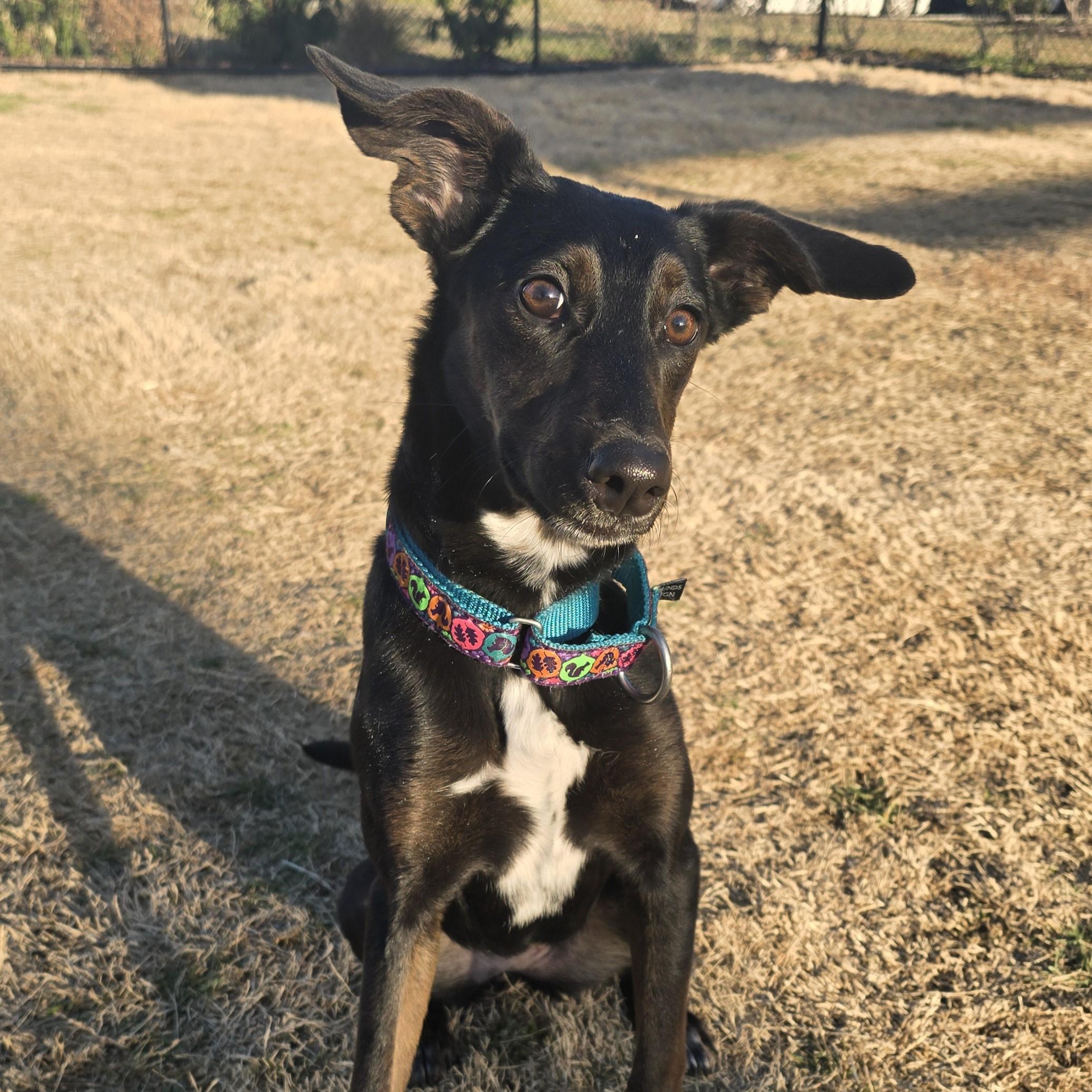 Enlarge Sprig, a ADOPTABLE mixed breed in Nashville, TN image 1/6