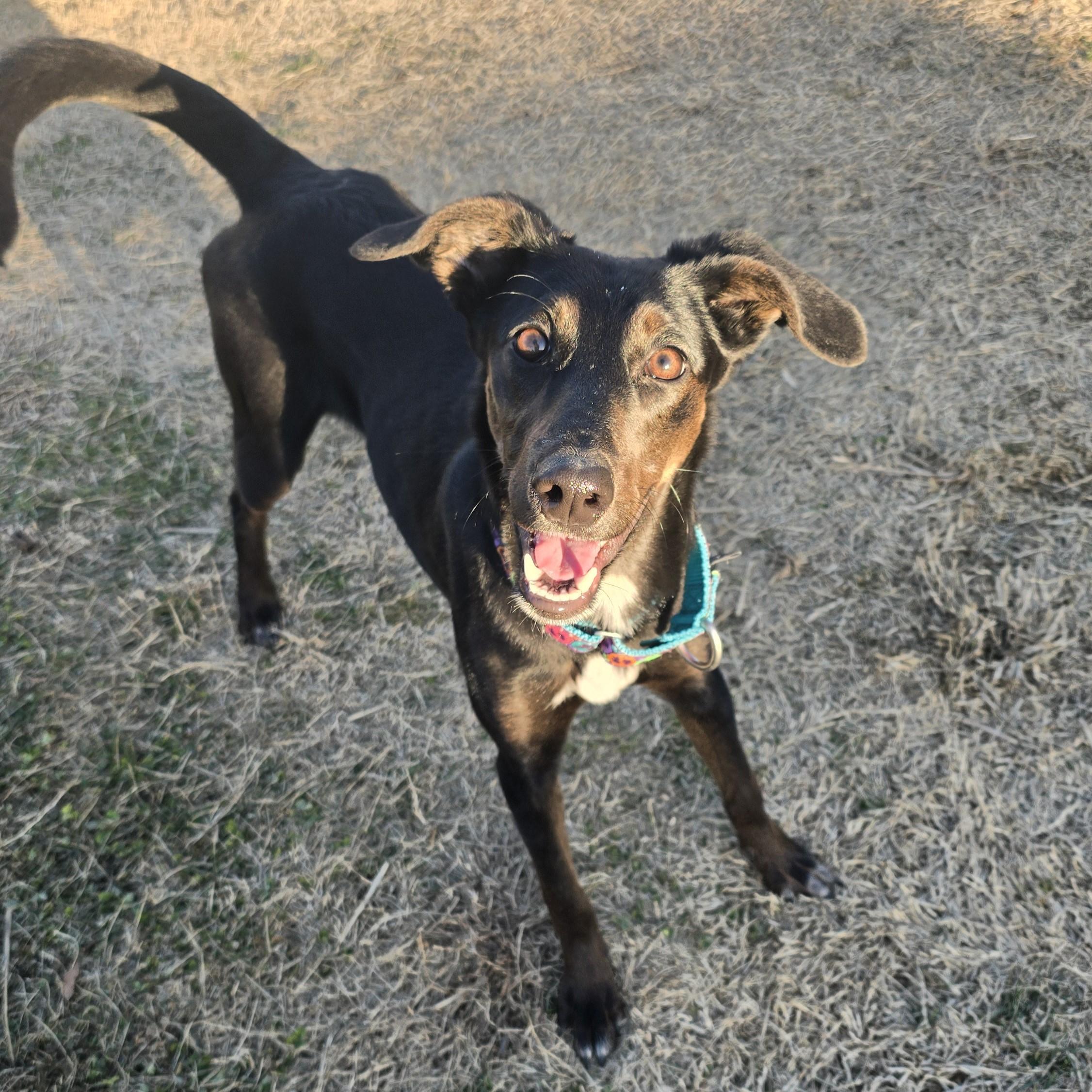 Enlarge Sprig, a ADOPTABLE mixed breed in Nashville, TN image 3/6