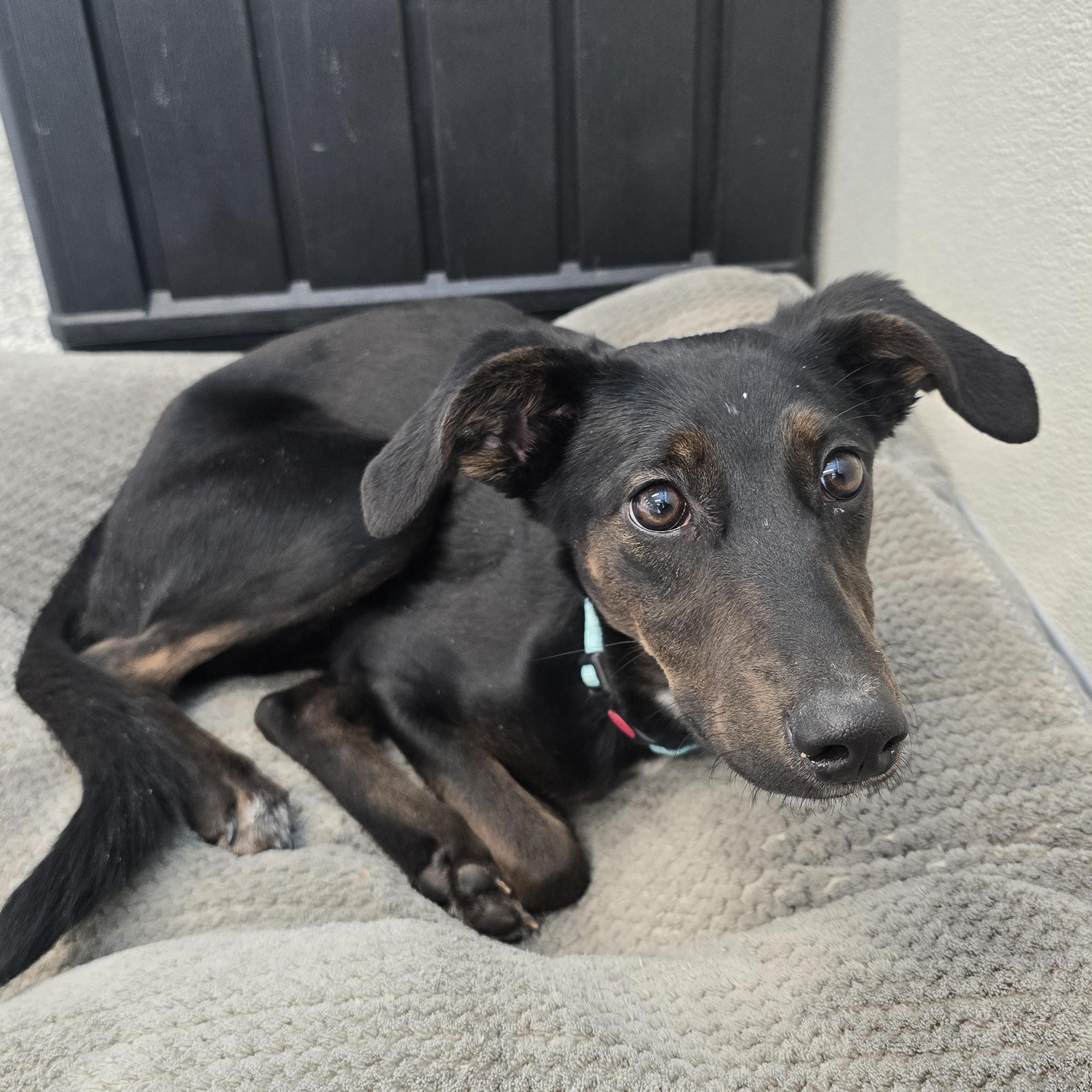 Enlarge Sprig, a ADOPTABLE mixed breed in Nashville, TN image 5/6