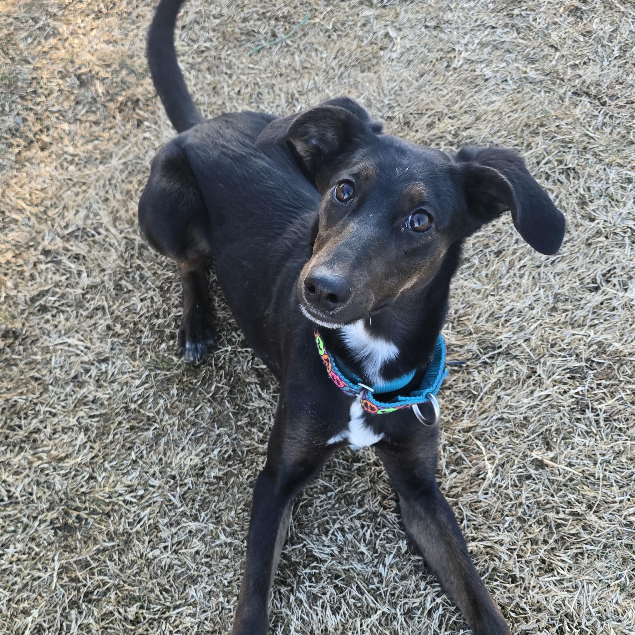 Enlarge Sprig, a ADOPTABLE mixed breed in Nashville, TN image 2/6