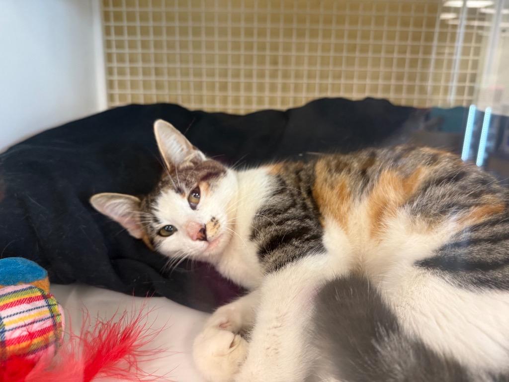 Molly aka Compass, Adoptable, Young Female Domestic Short Hair.